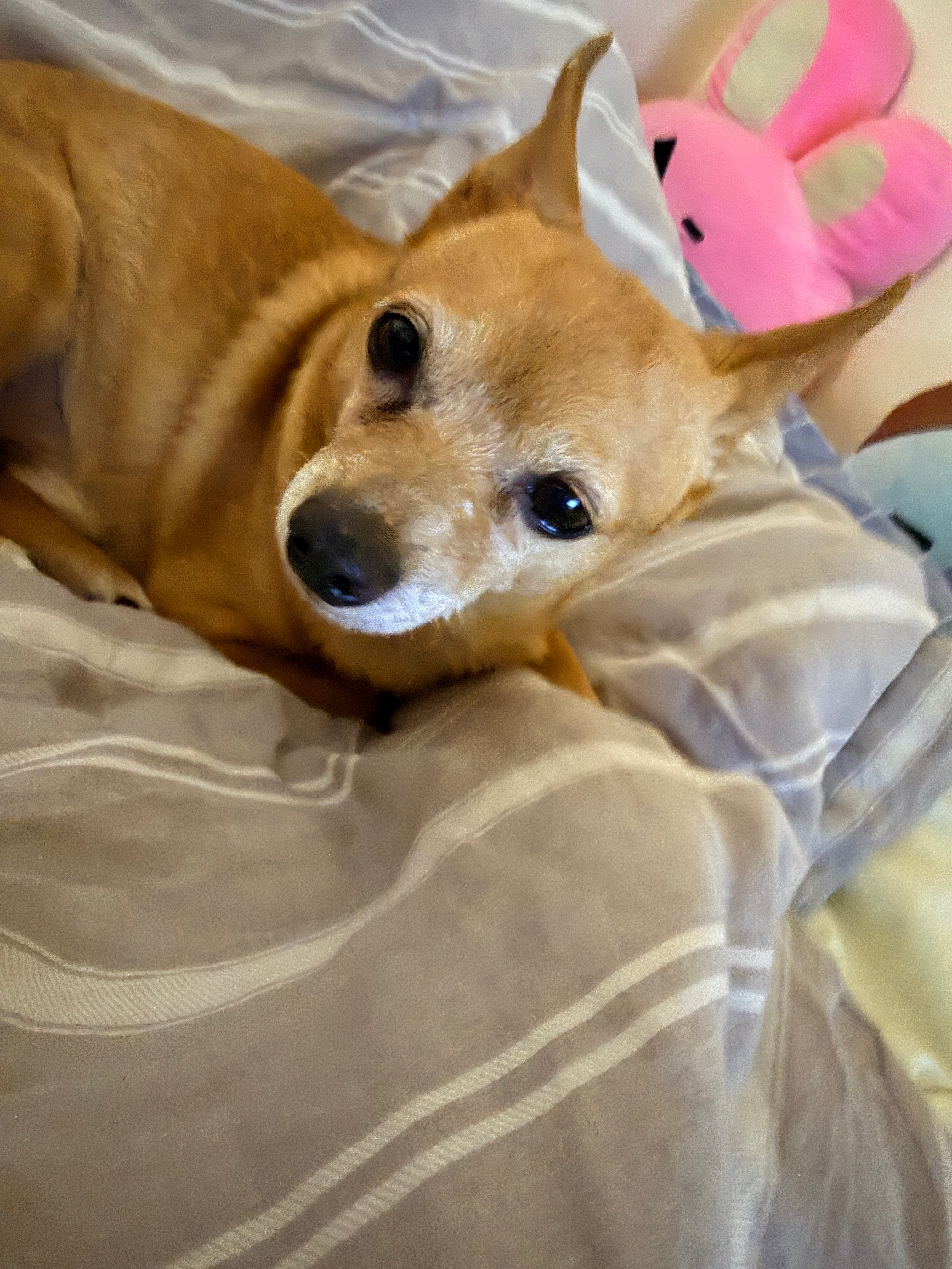 윤비