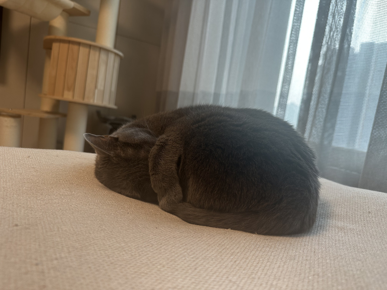 은류
