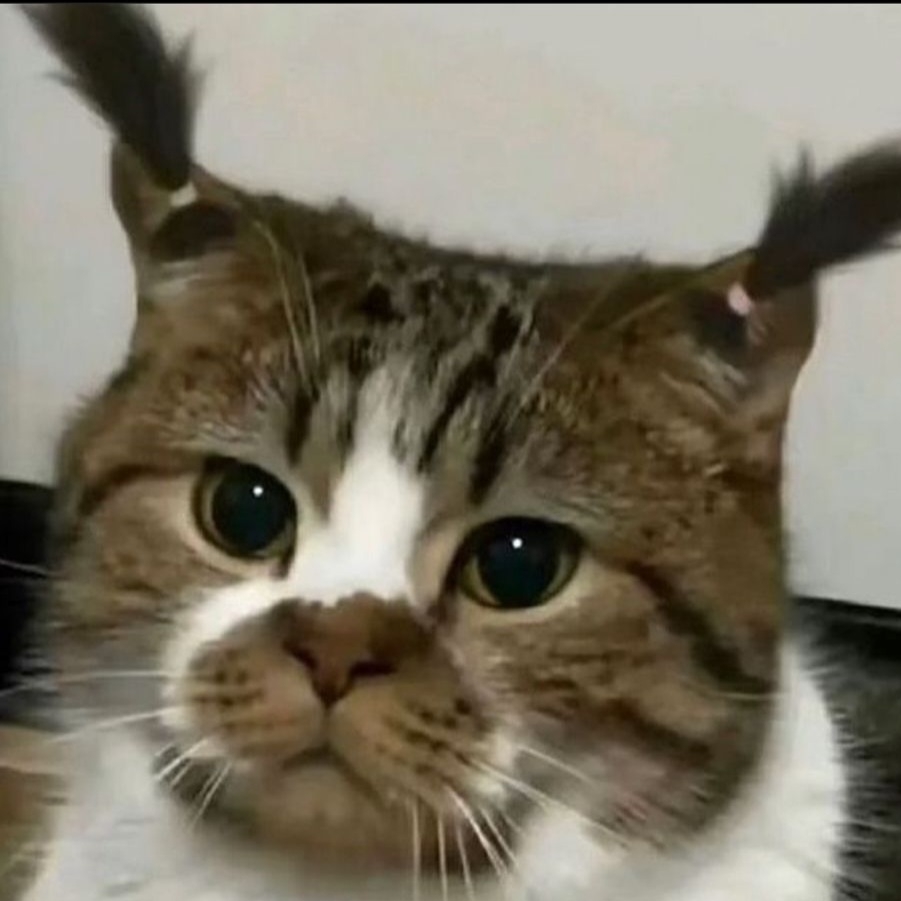 몽대
