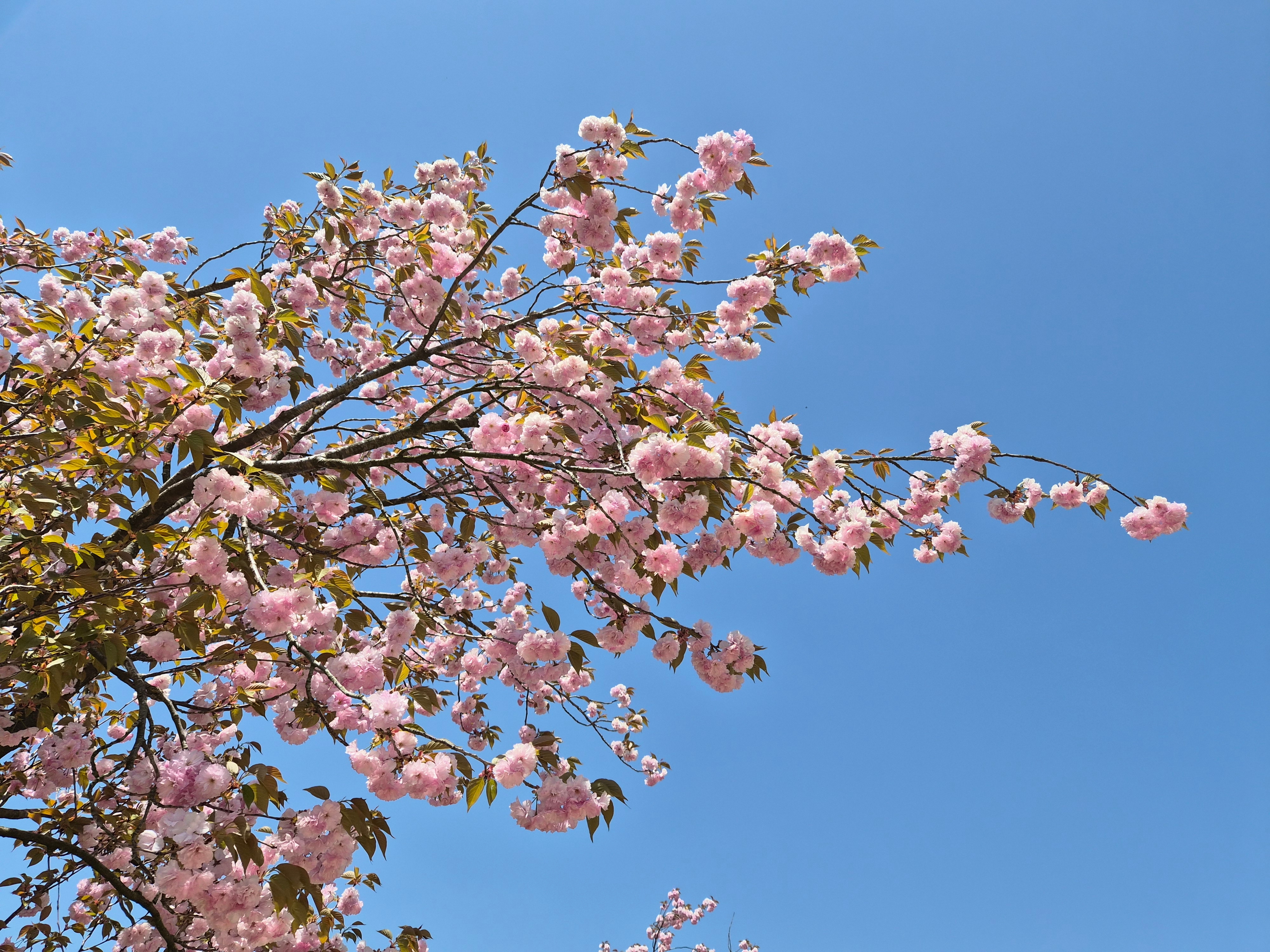 Blooming Season