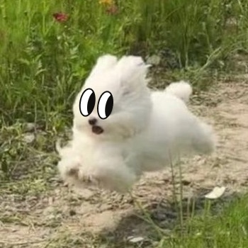 버드