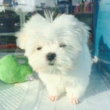공팔