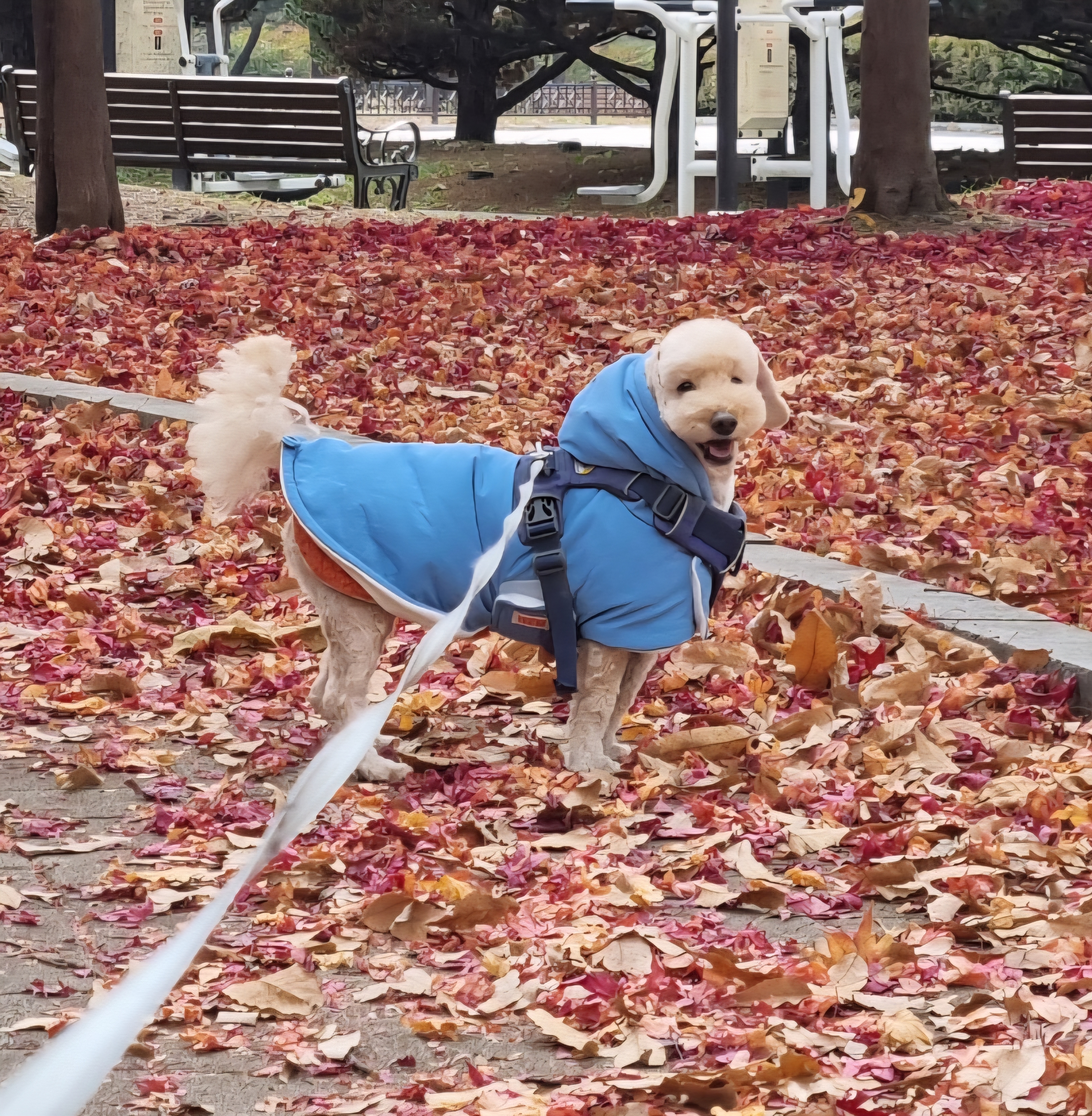 꼬몽이 온다