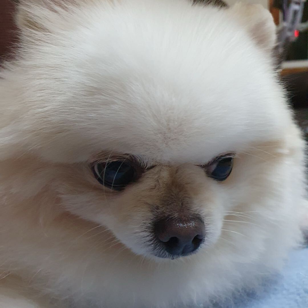 조이밥먹자