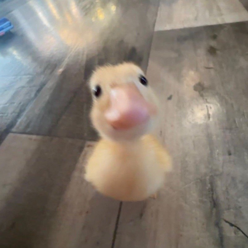 데아