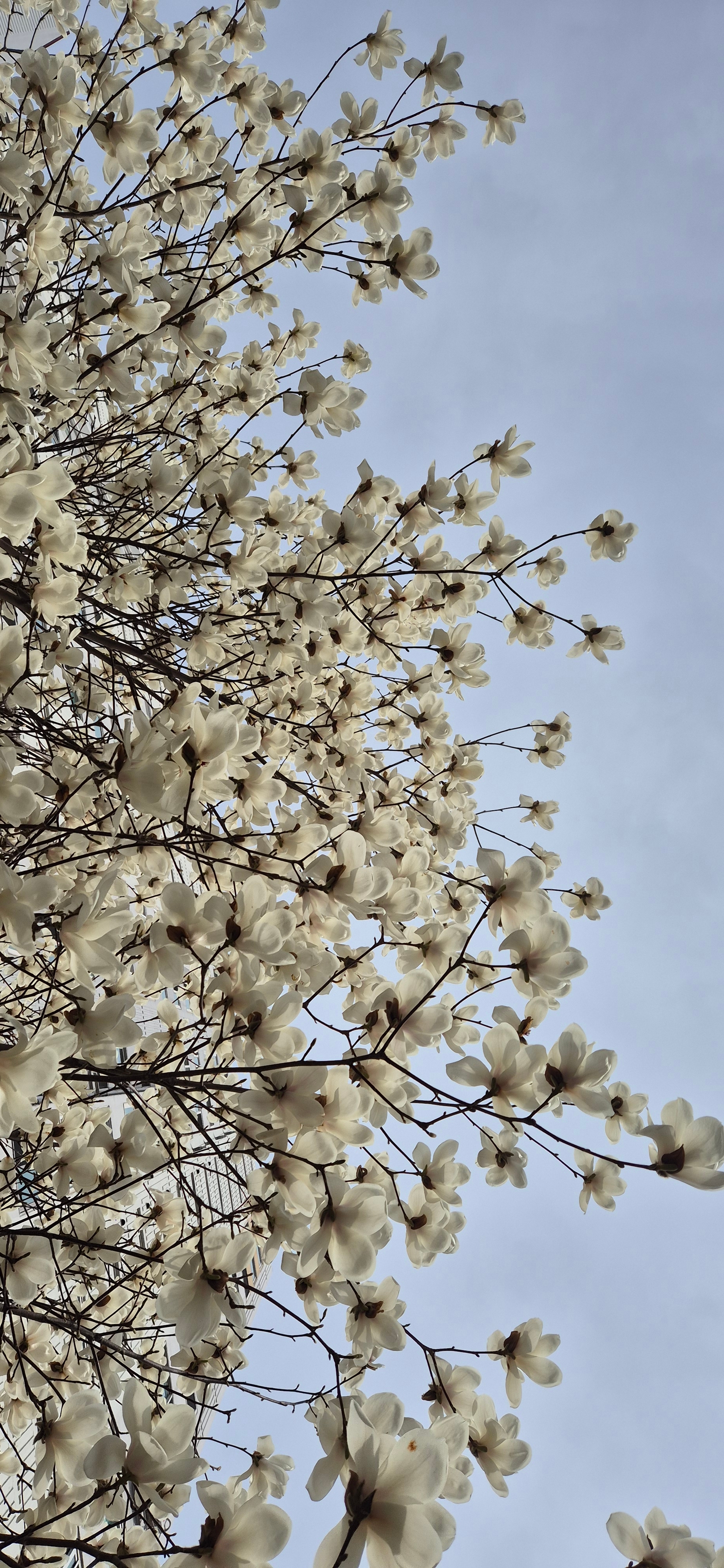 고요