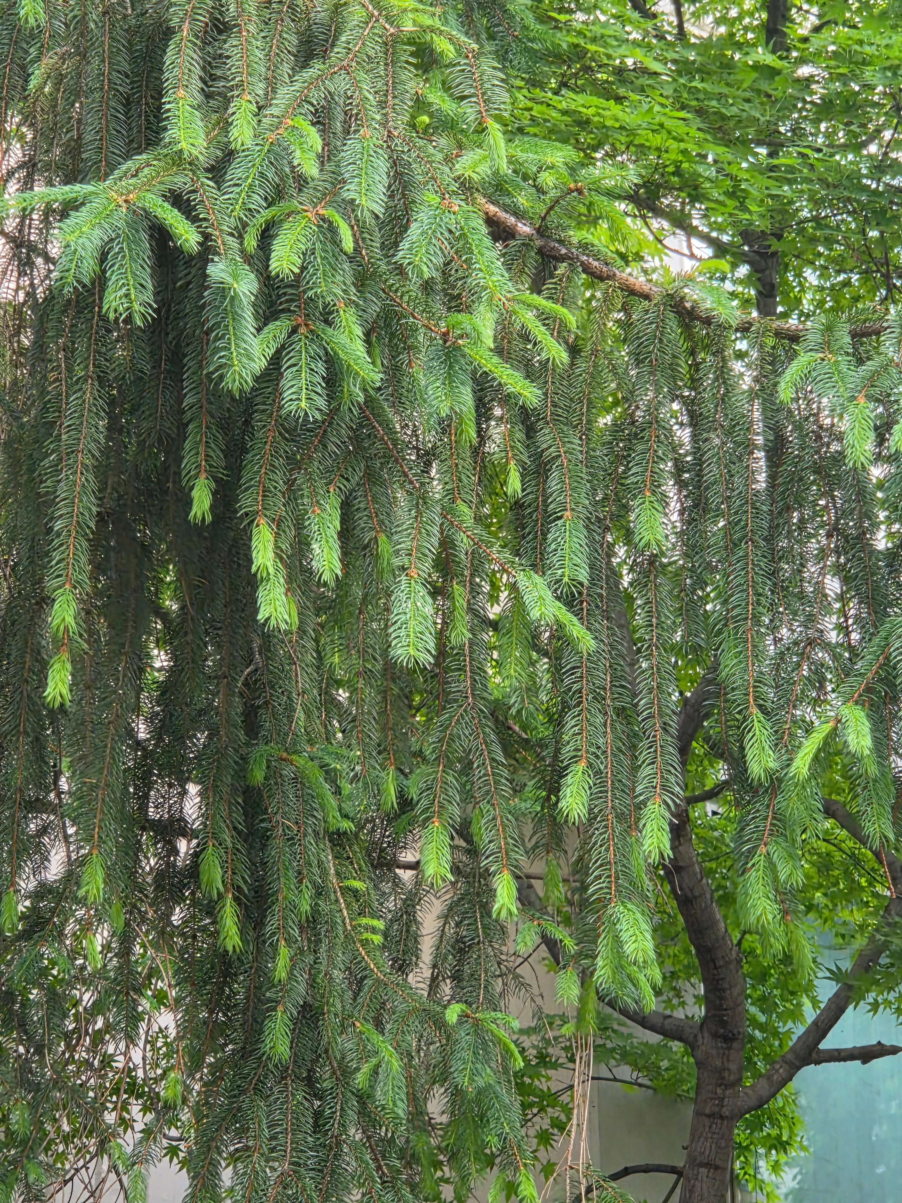 찬미