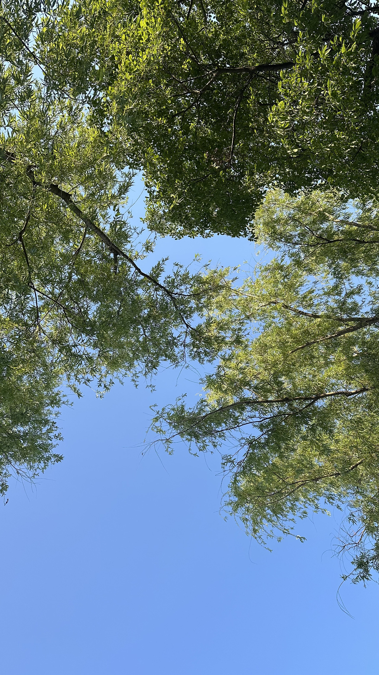 온결
