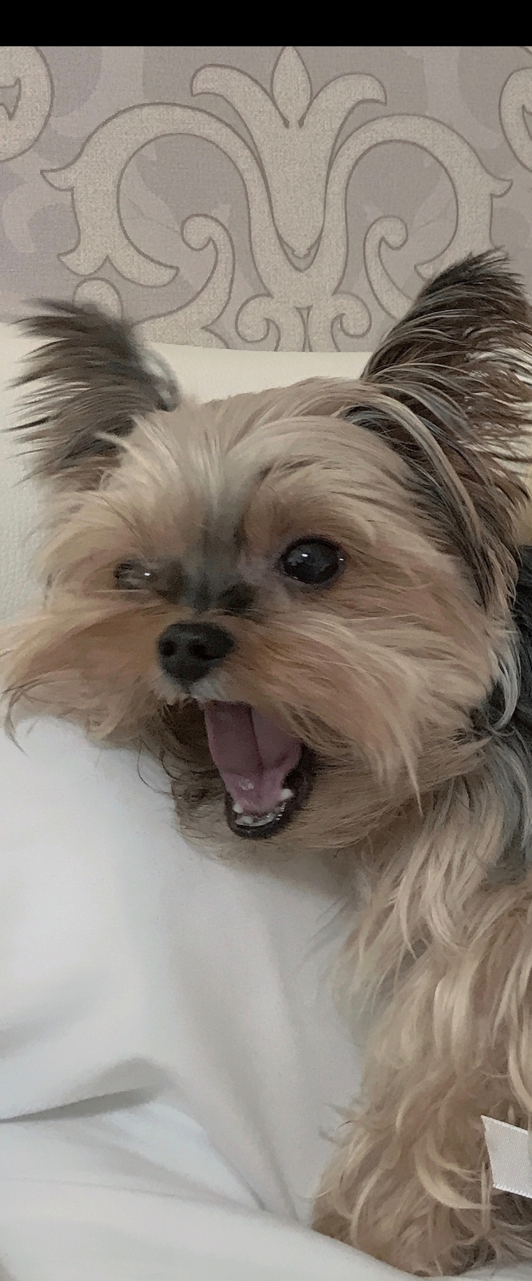 보들리