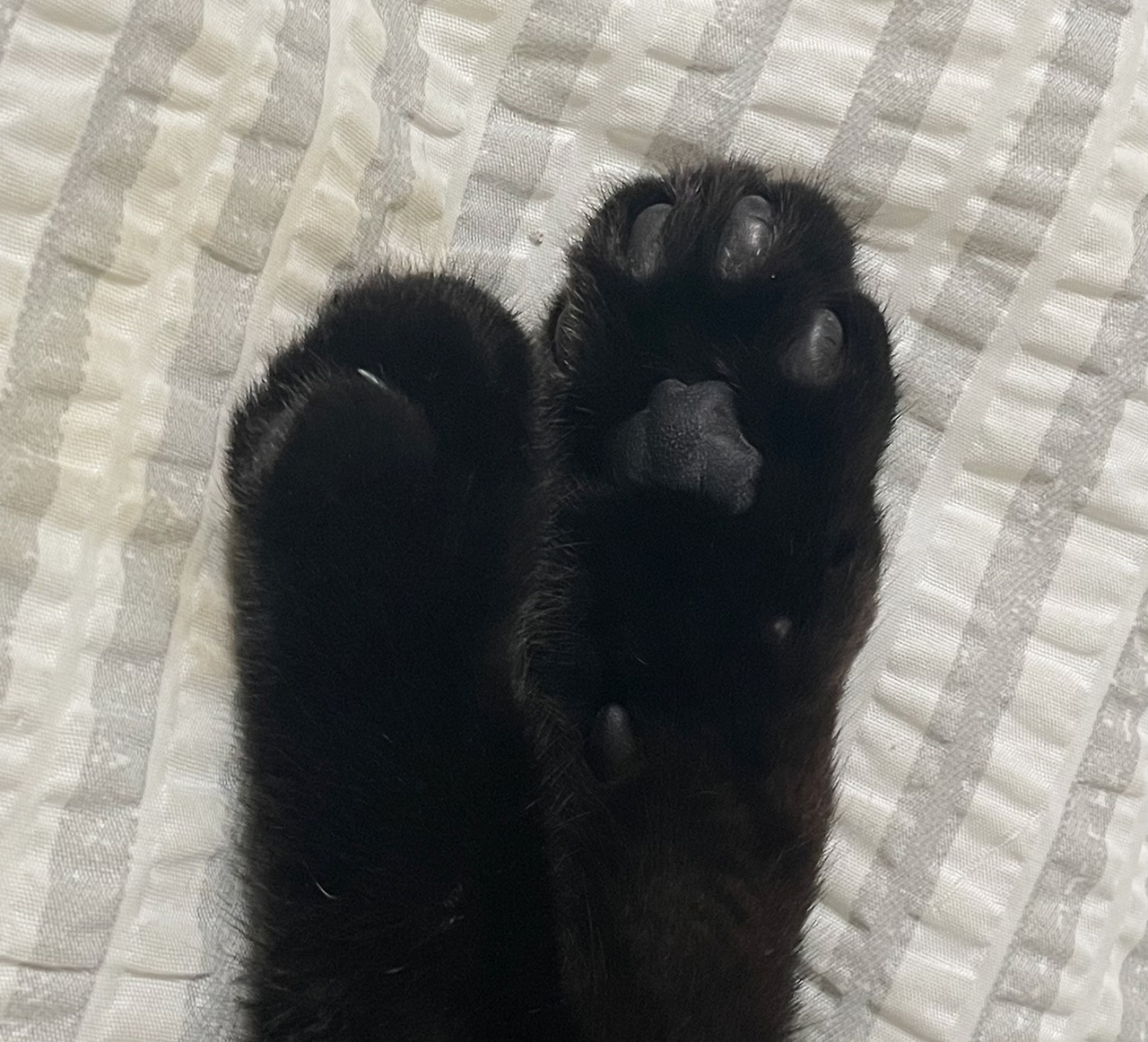 포라