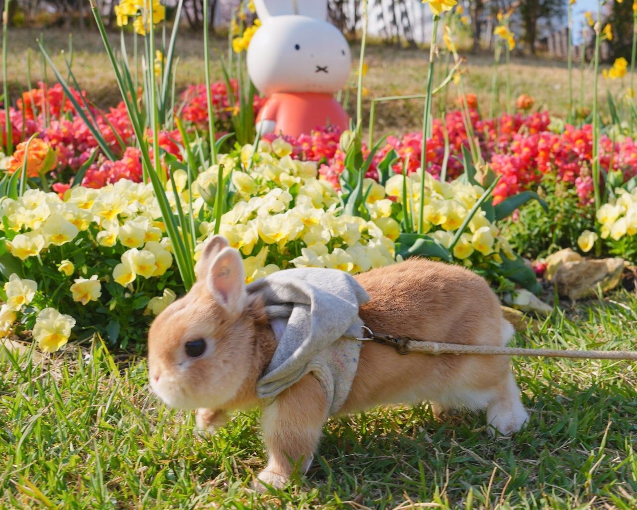 토끼풀
