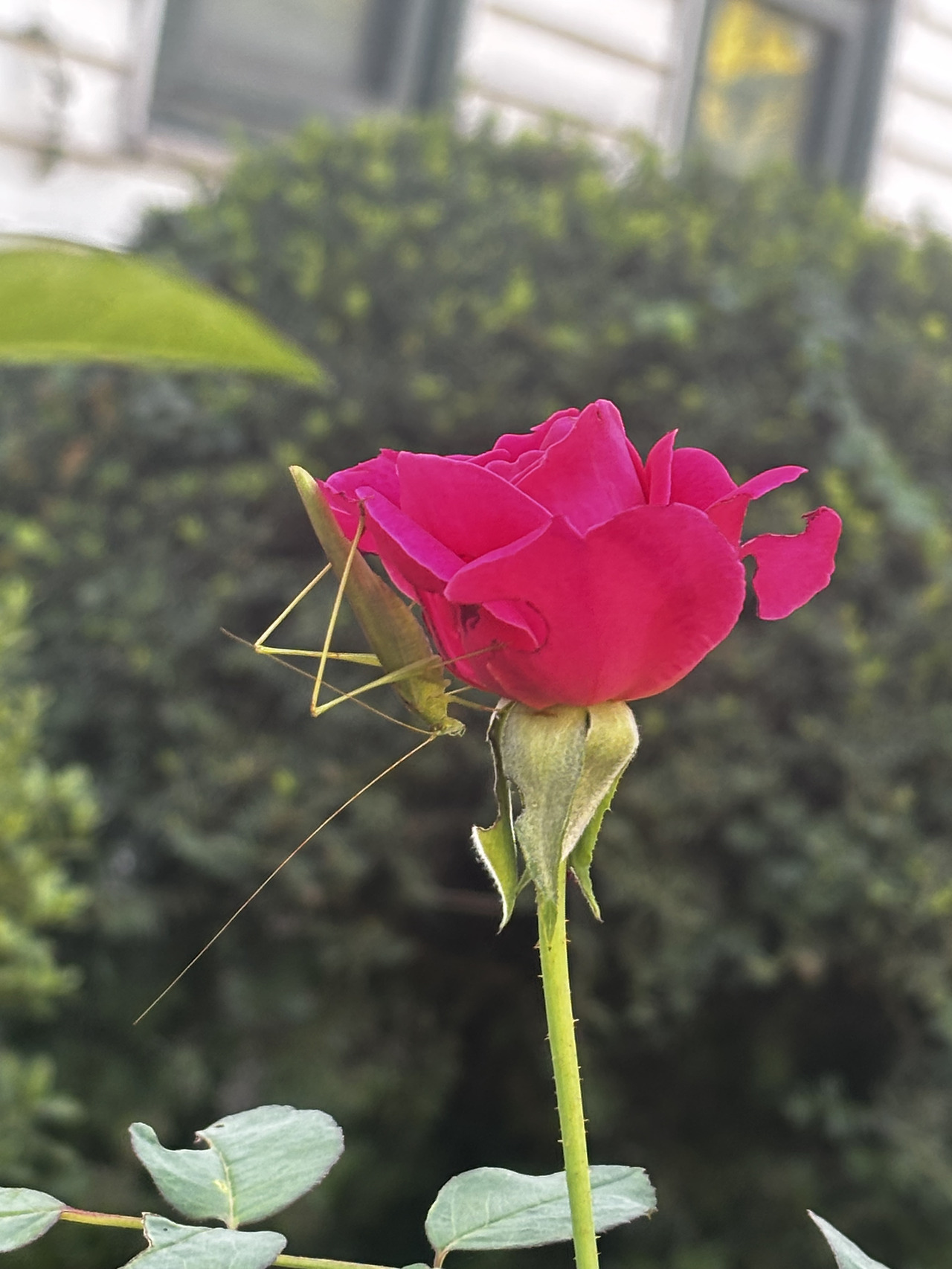 로이의뜰