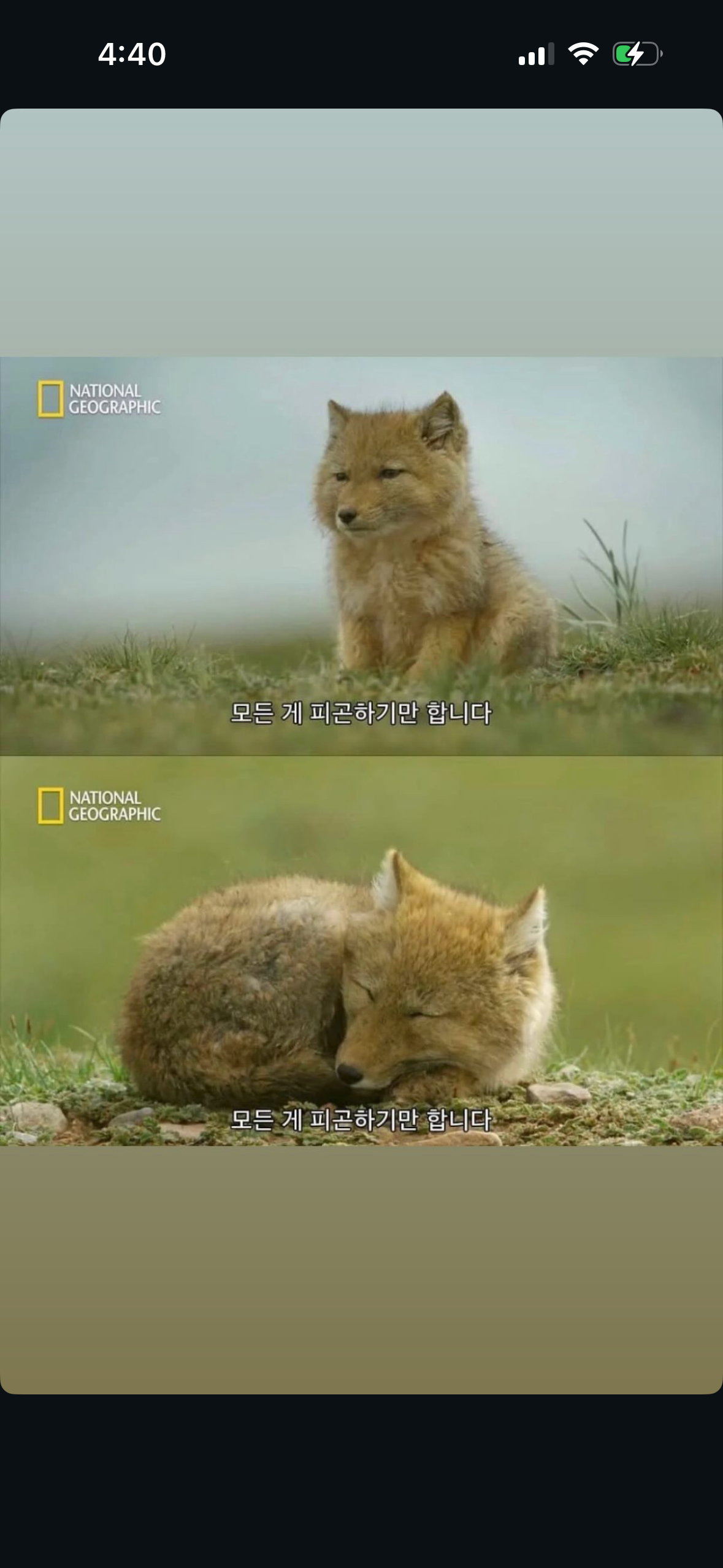 양지선