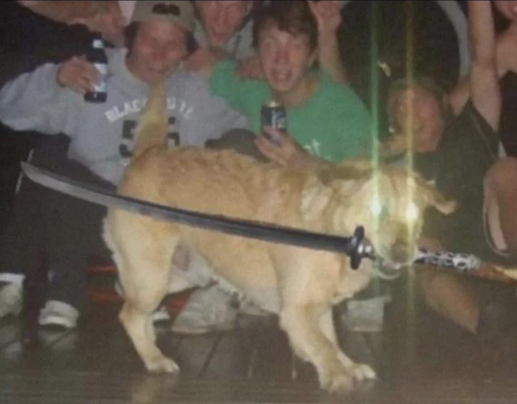 고고
