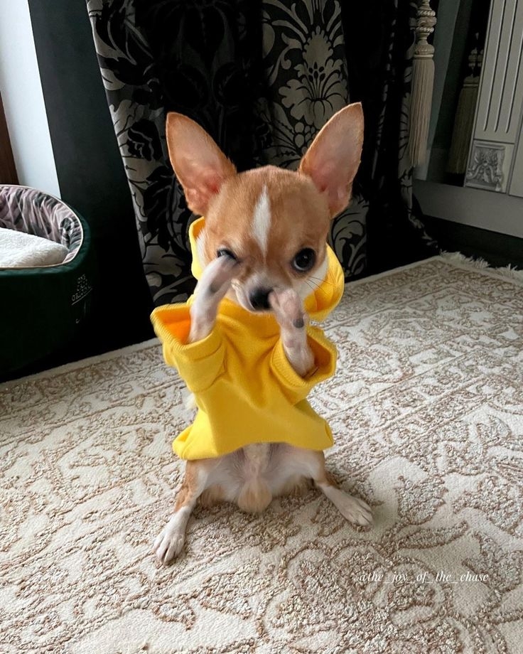 배짱이