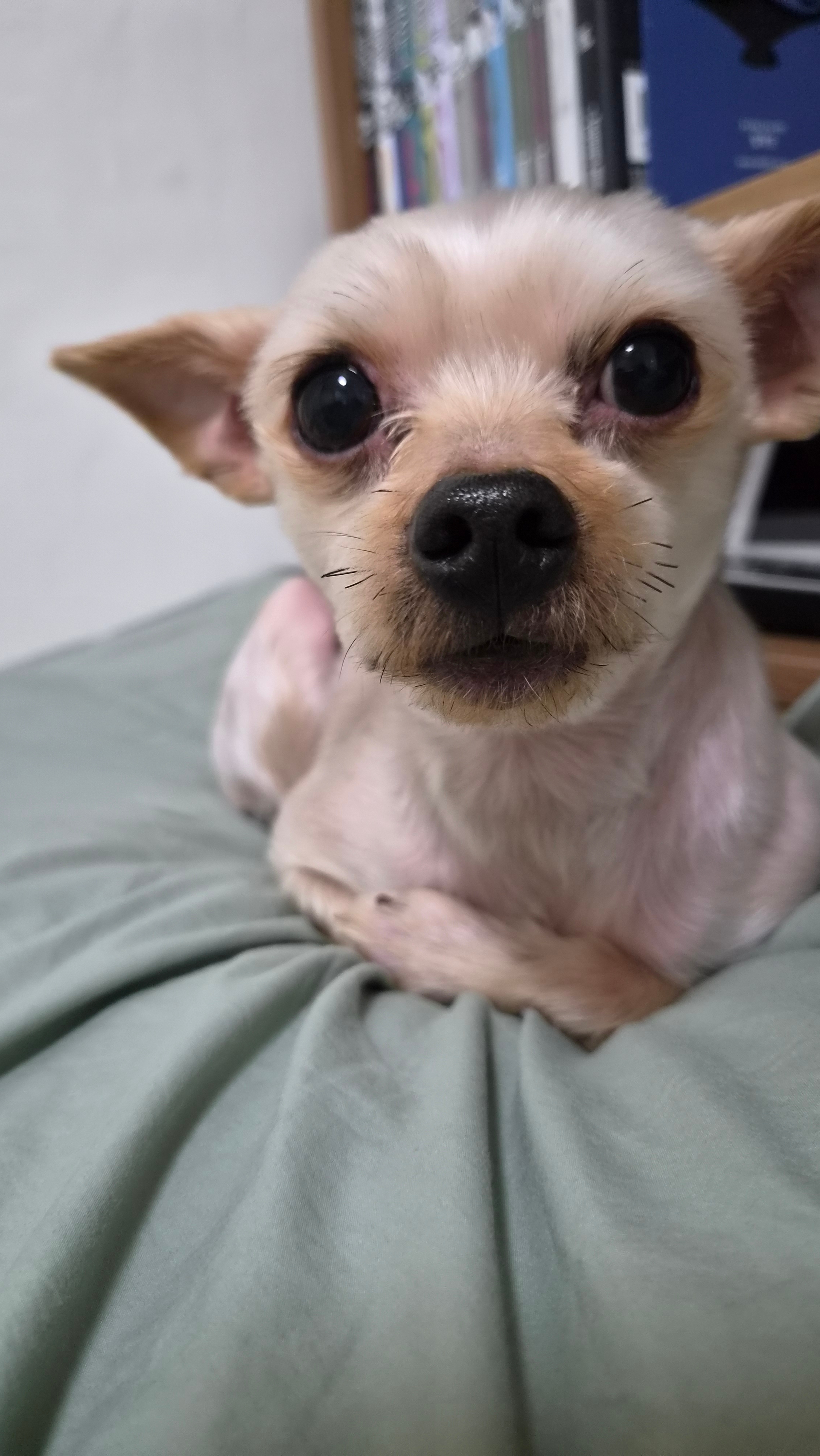 덕구