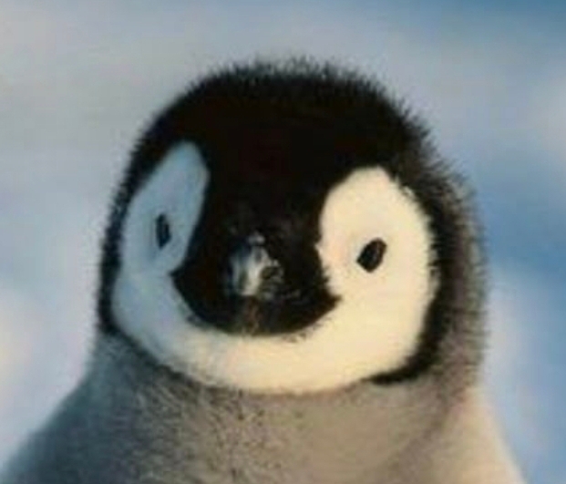 guin