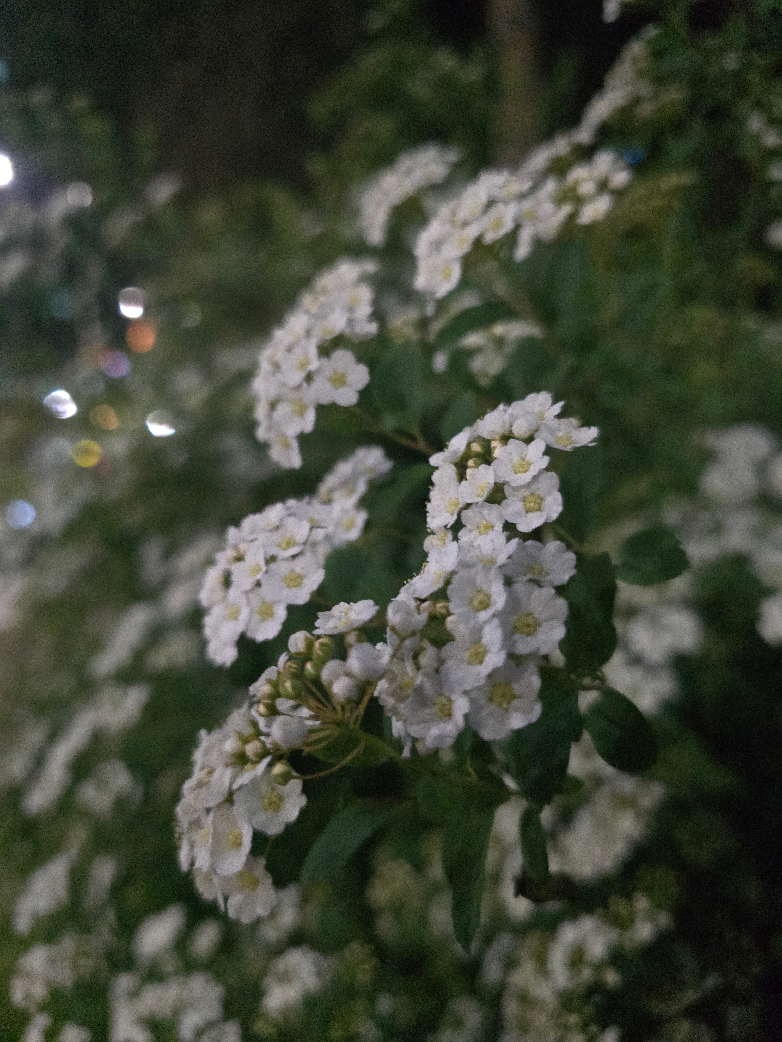 그냥똥