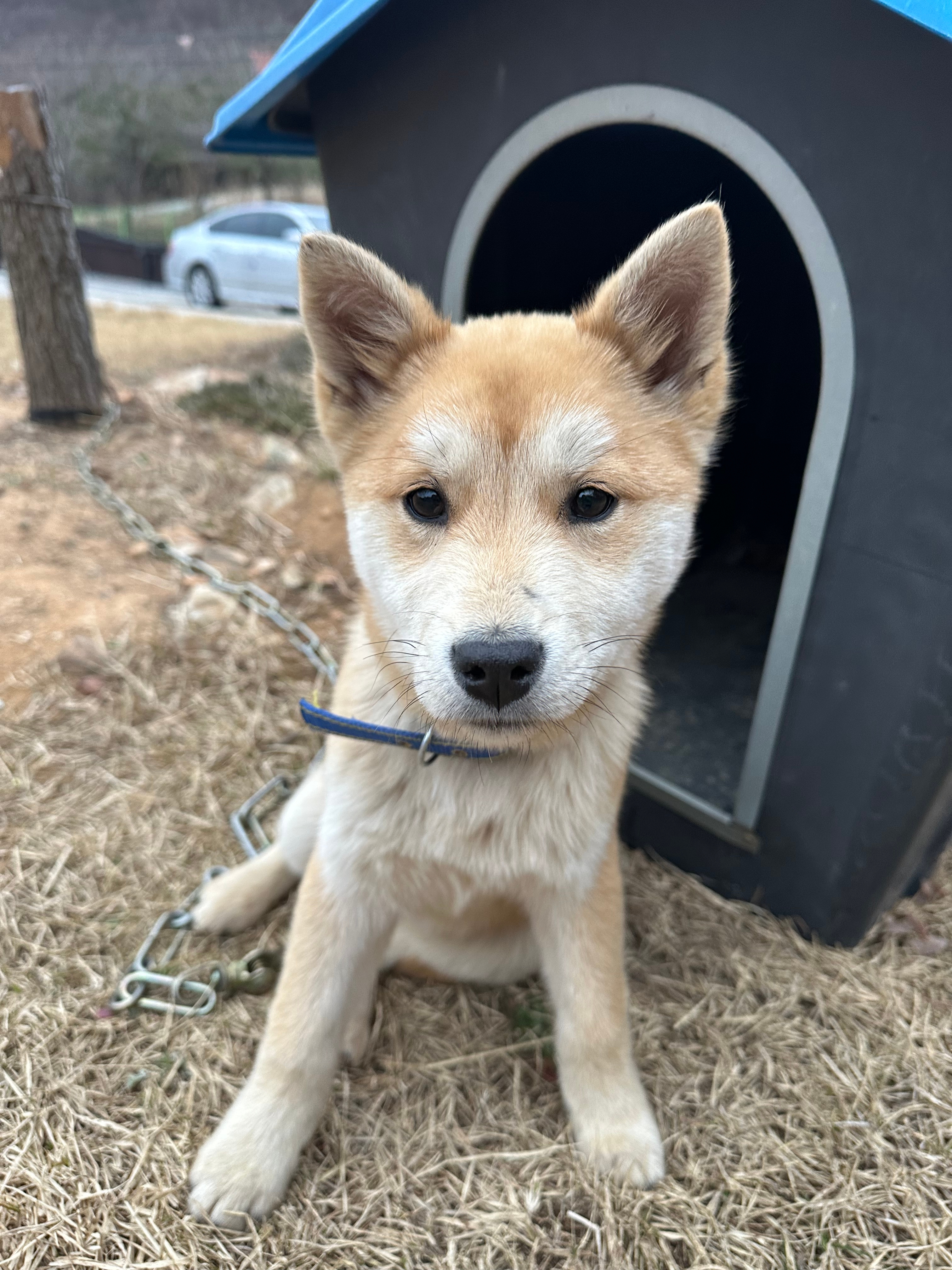 짜이