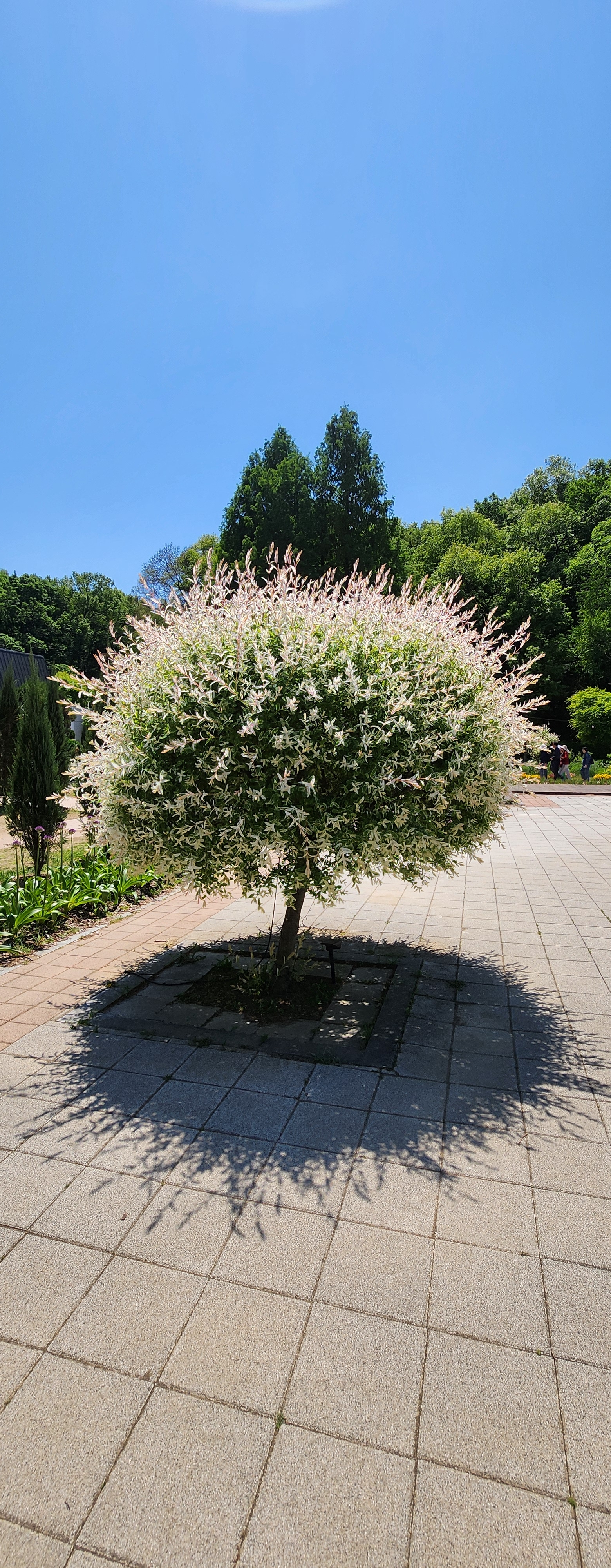 그린로즈
