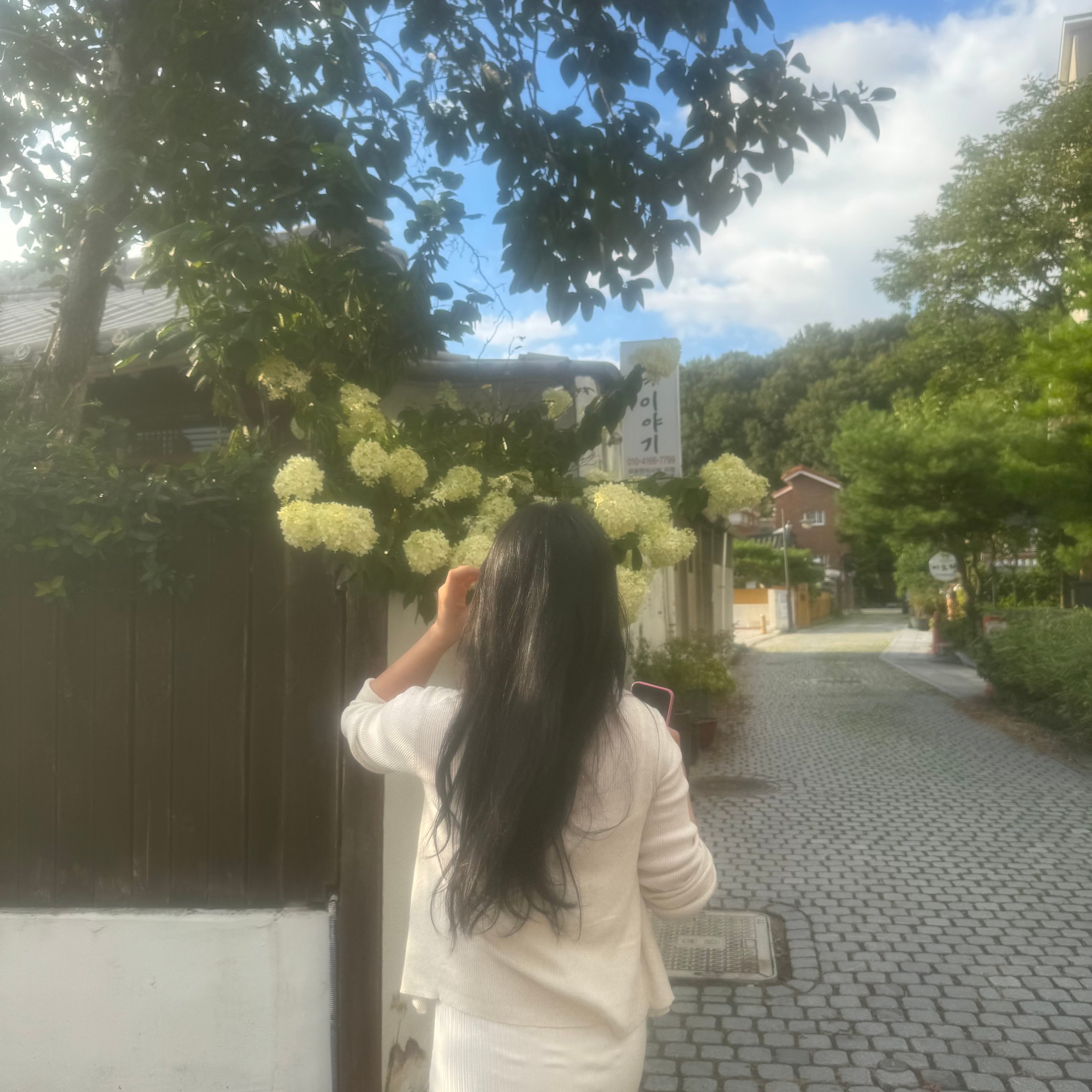 프리지아