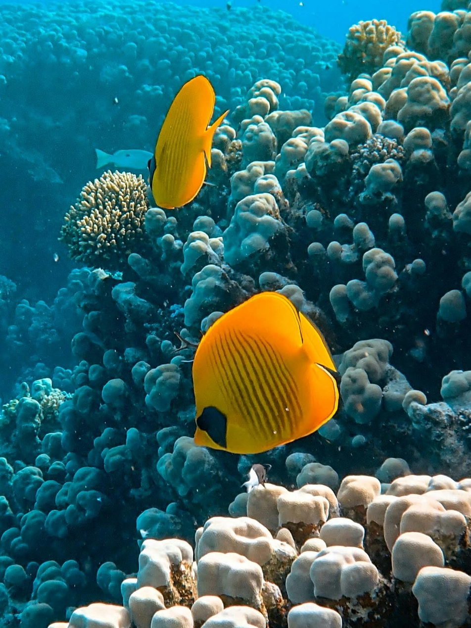 Innerfish