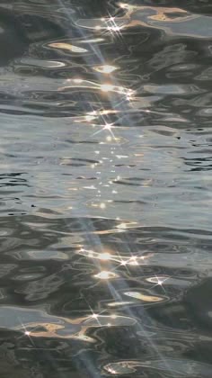 코이
