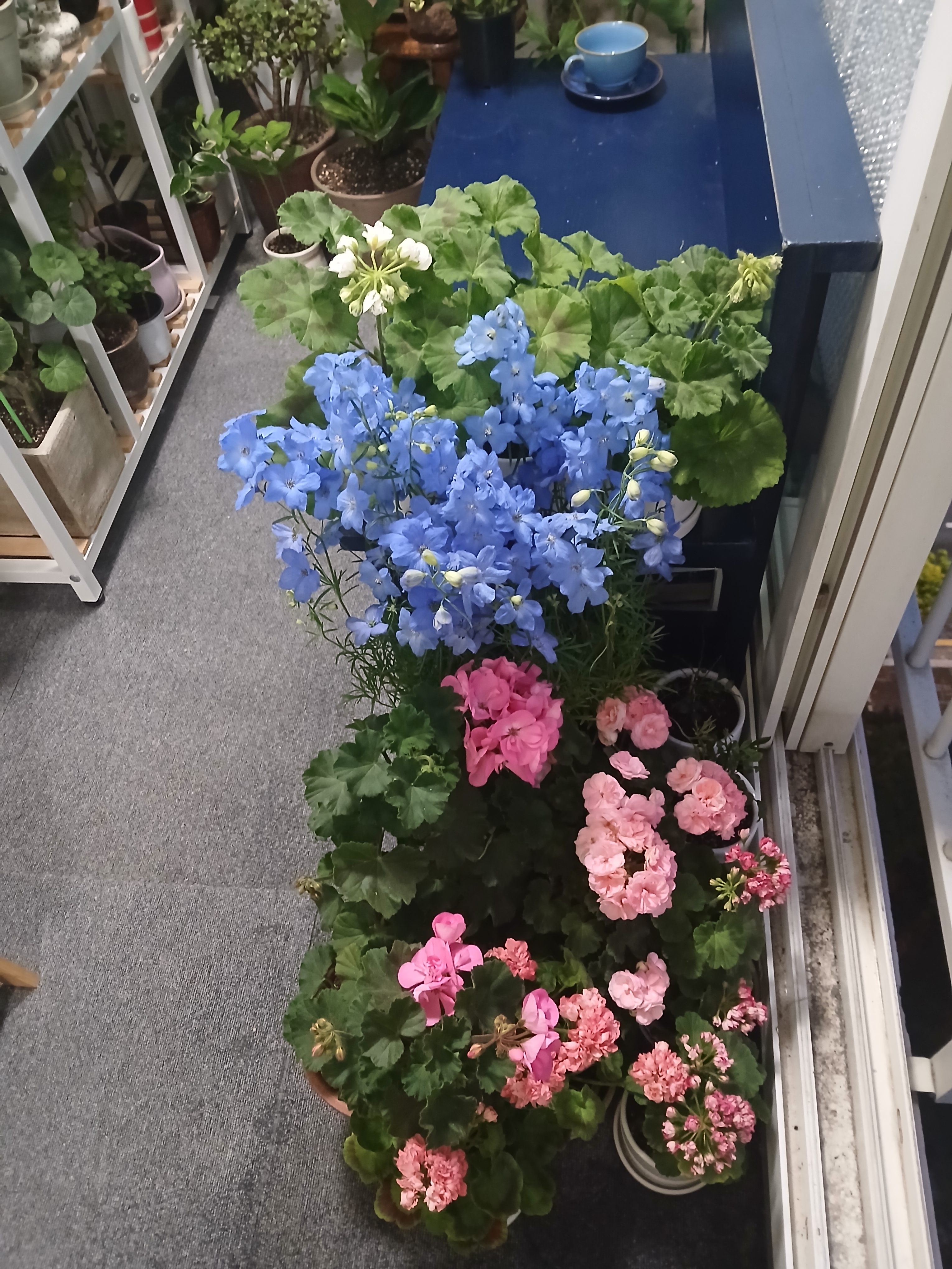 찐따꿀레