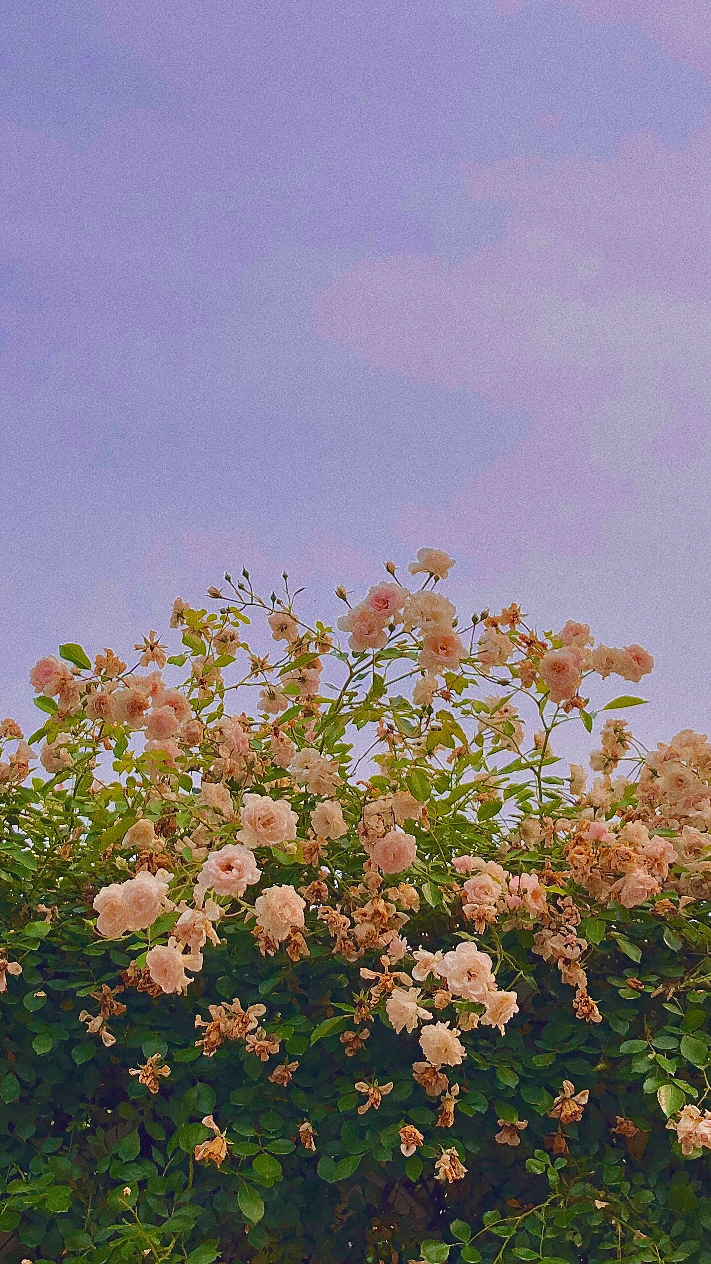 지아