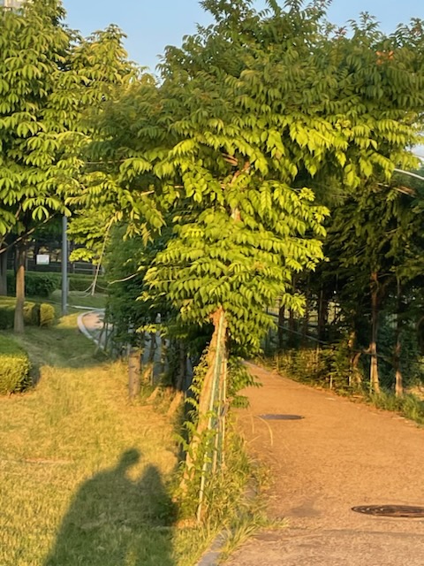 녹심초심