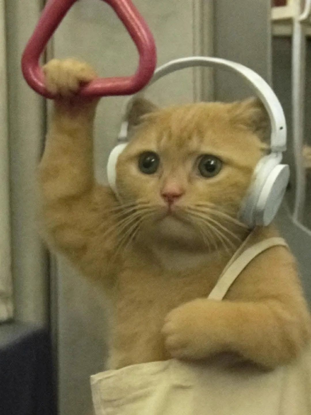 해바라기반 강짱