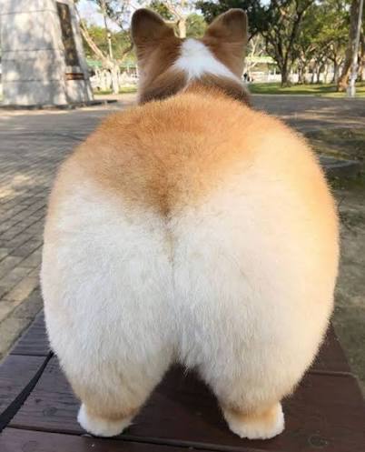 목화골드