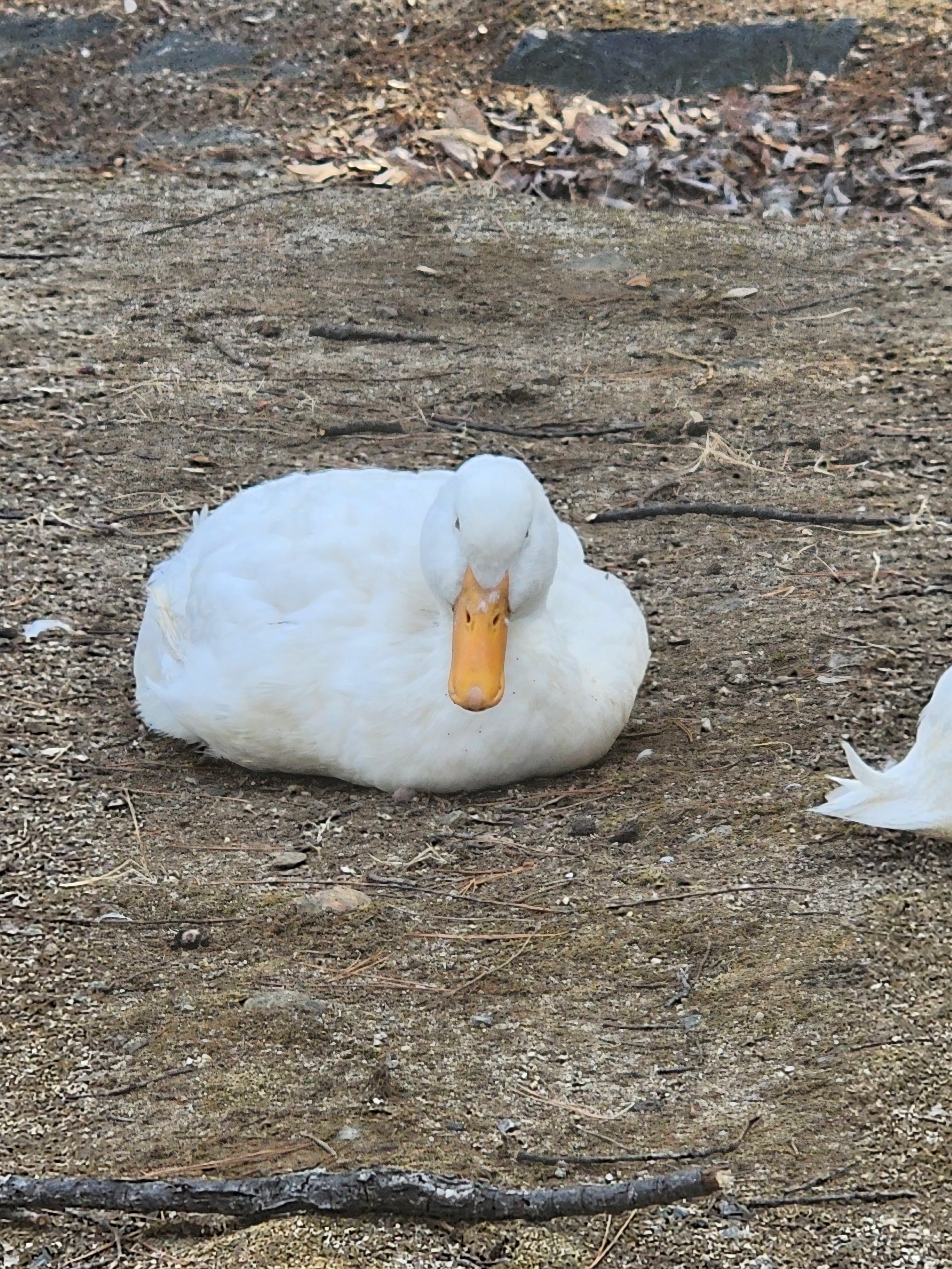 민트초코도둑