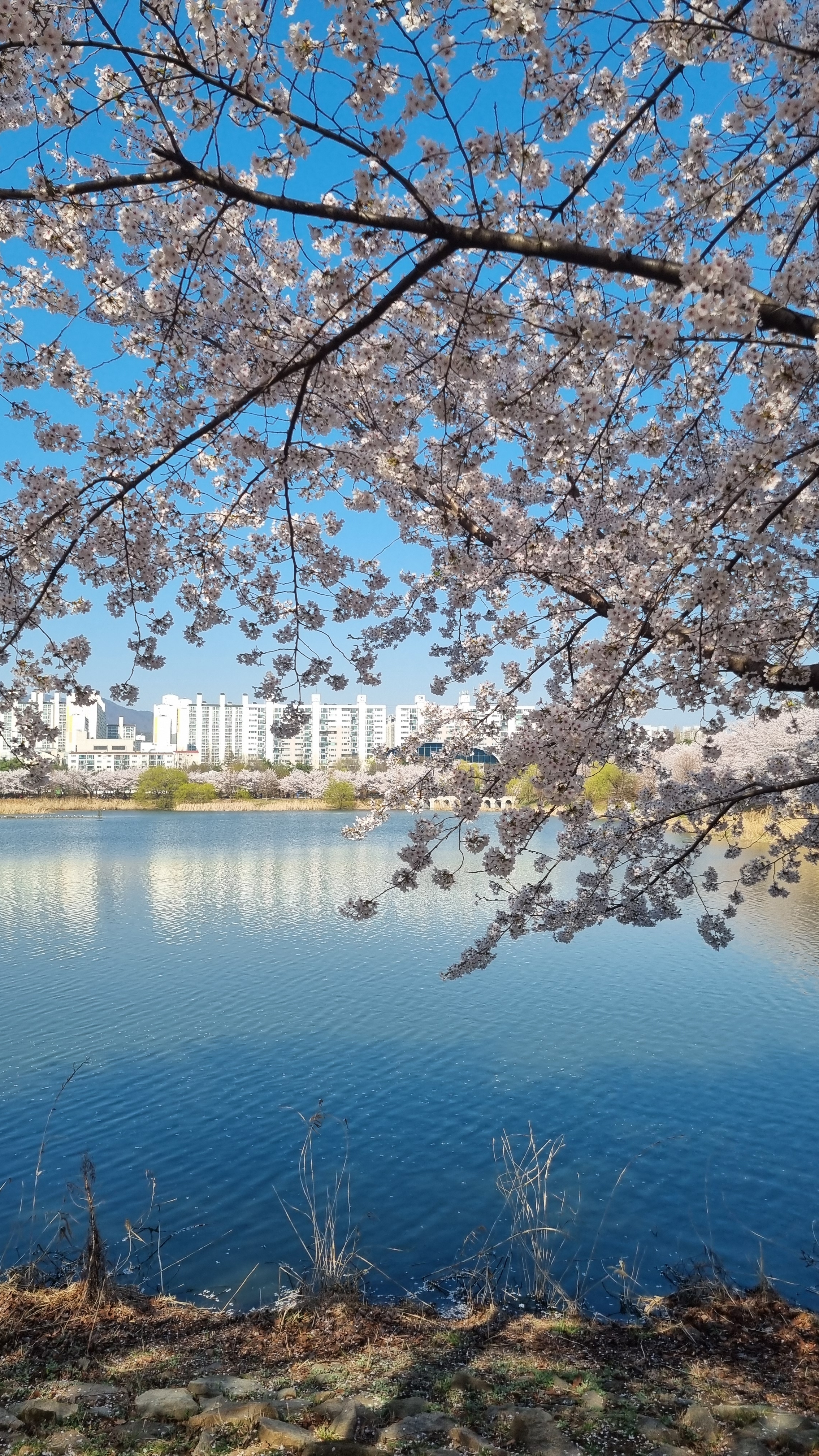 쩡이
