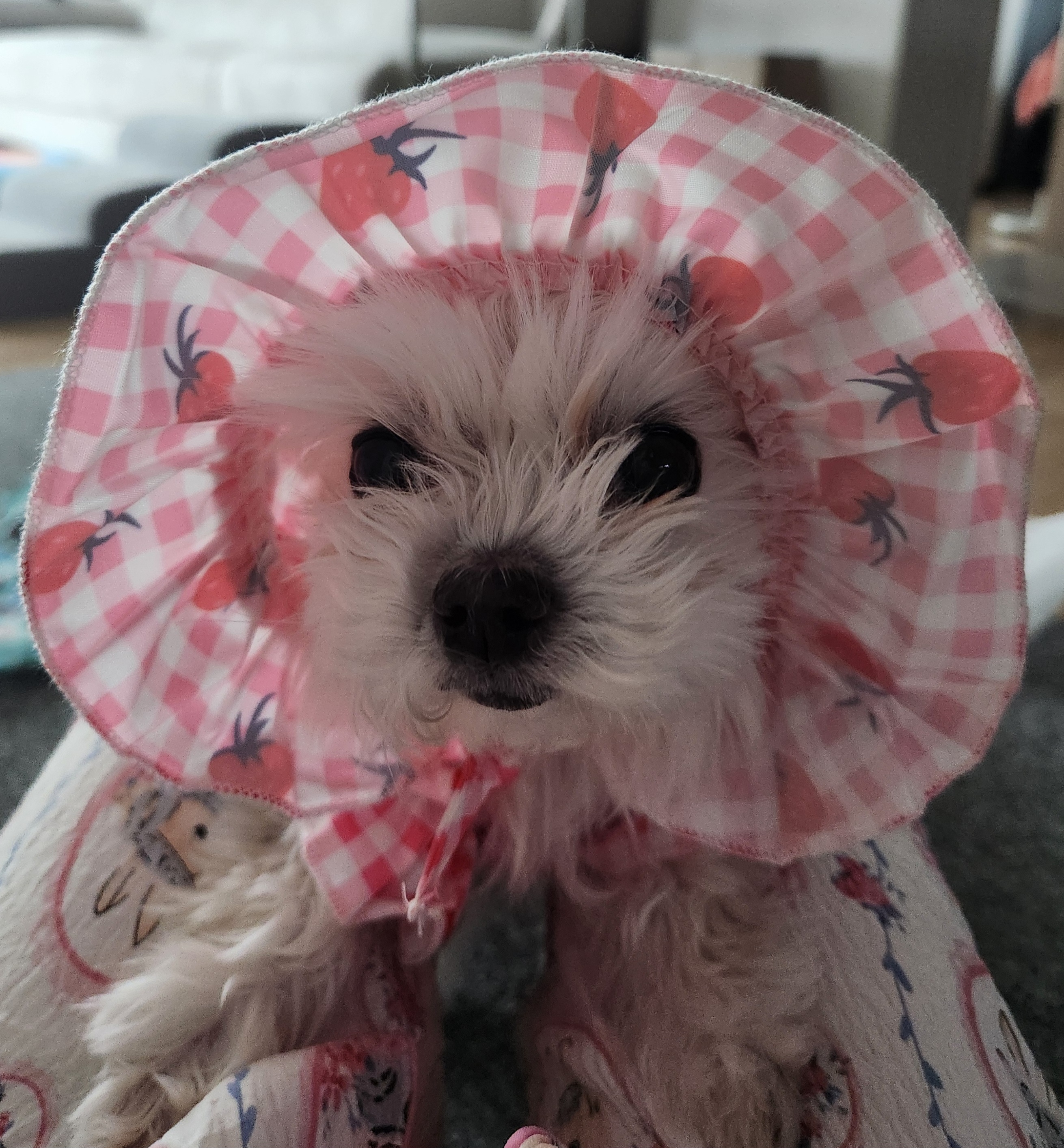 백설이