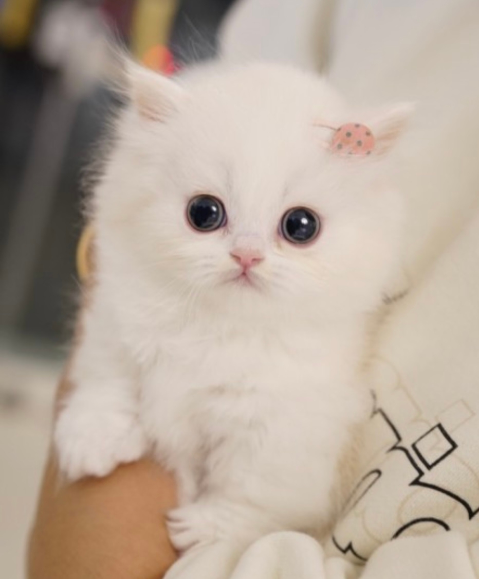 애플