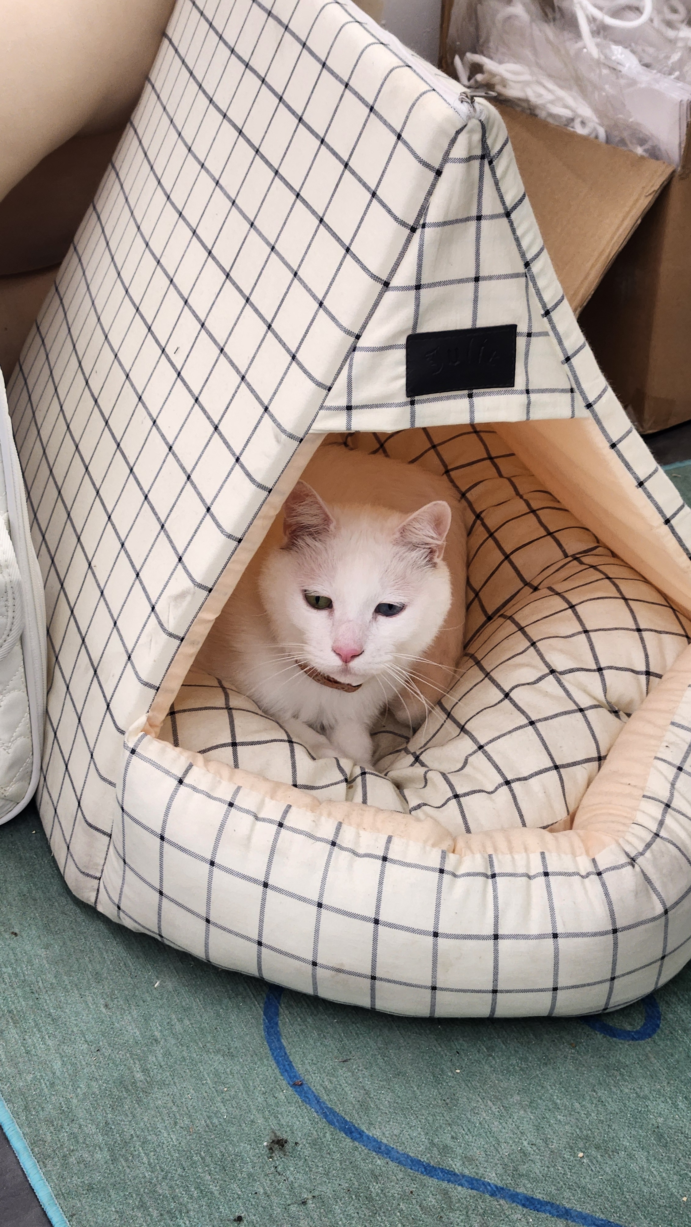 윤이네