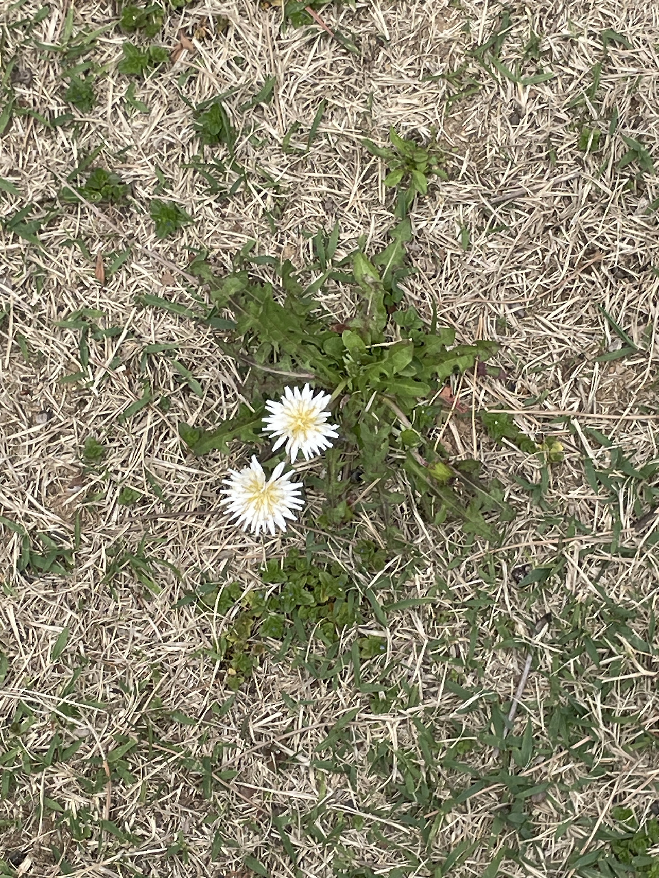 말랑망고푸딩
