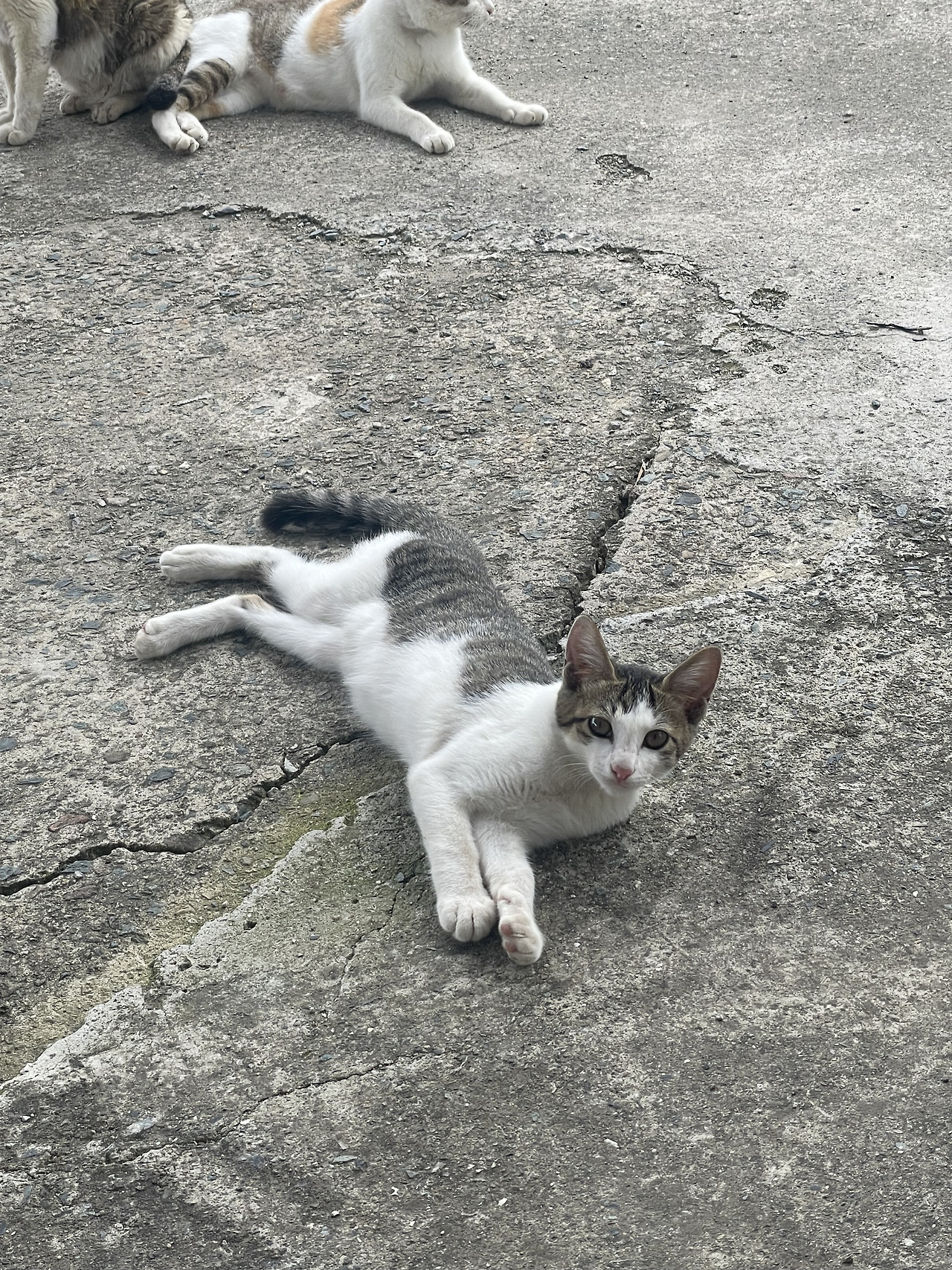제니