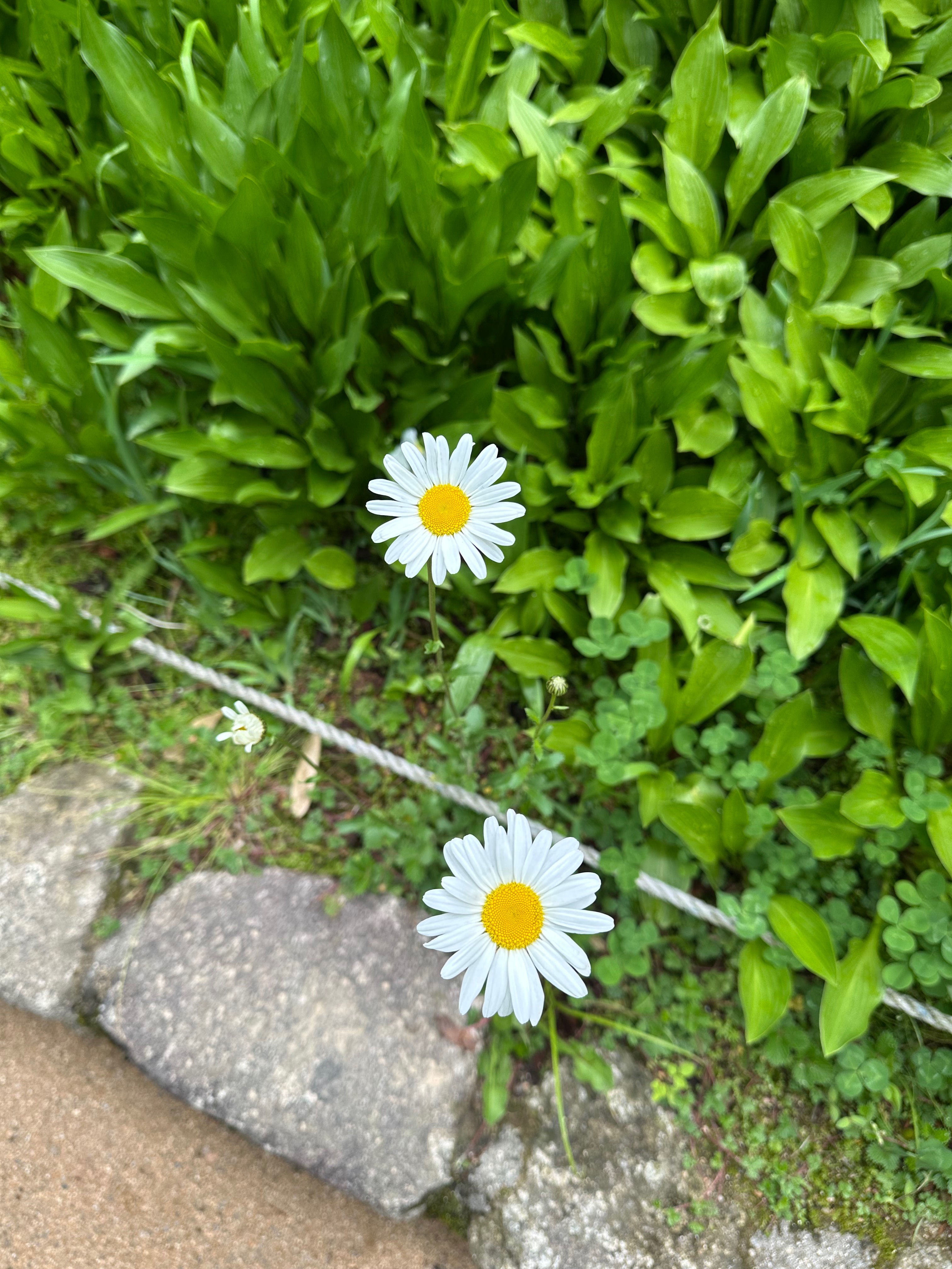 하하하