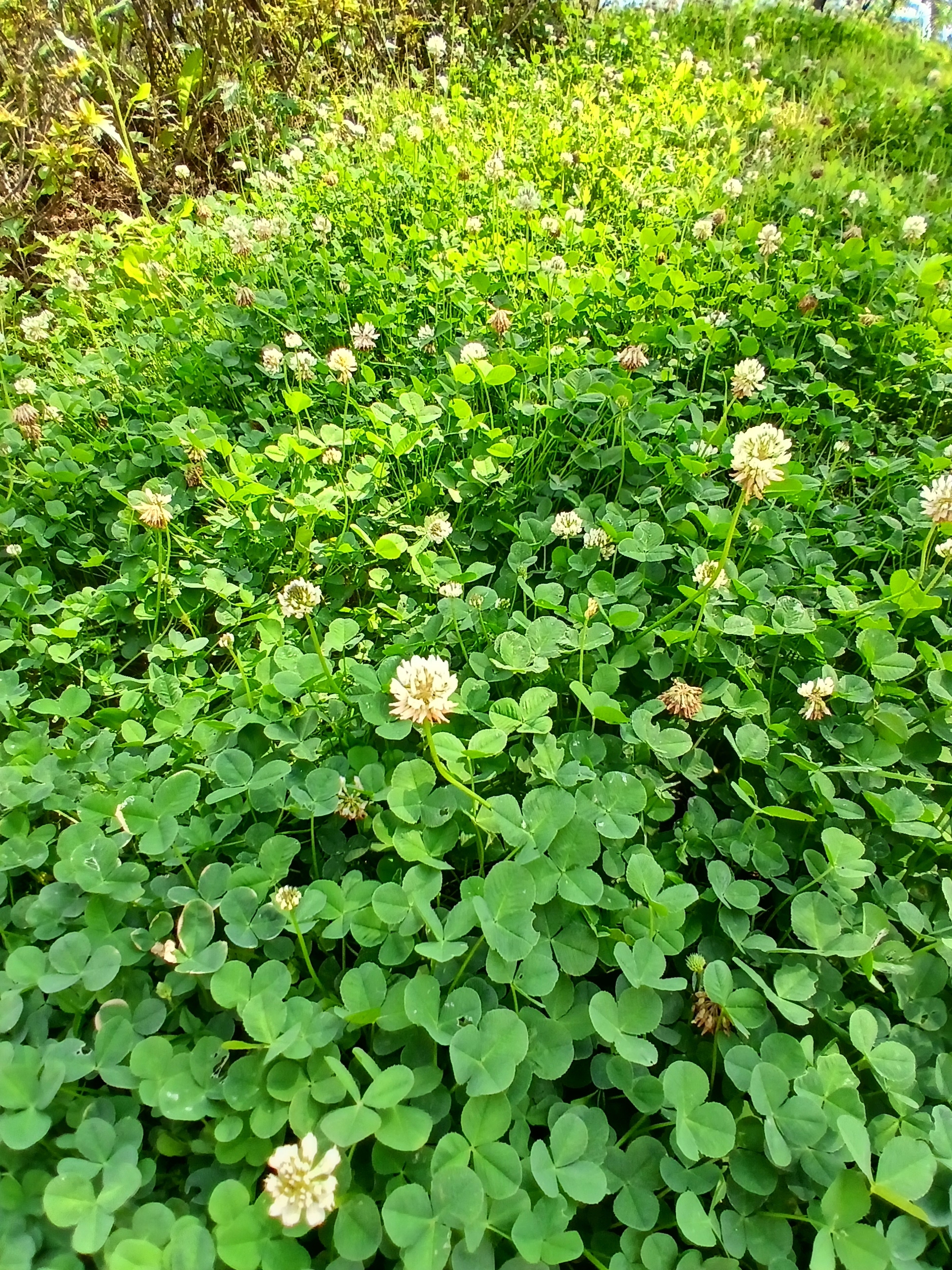 토끼풀