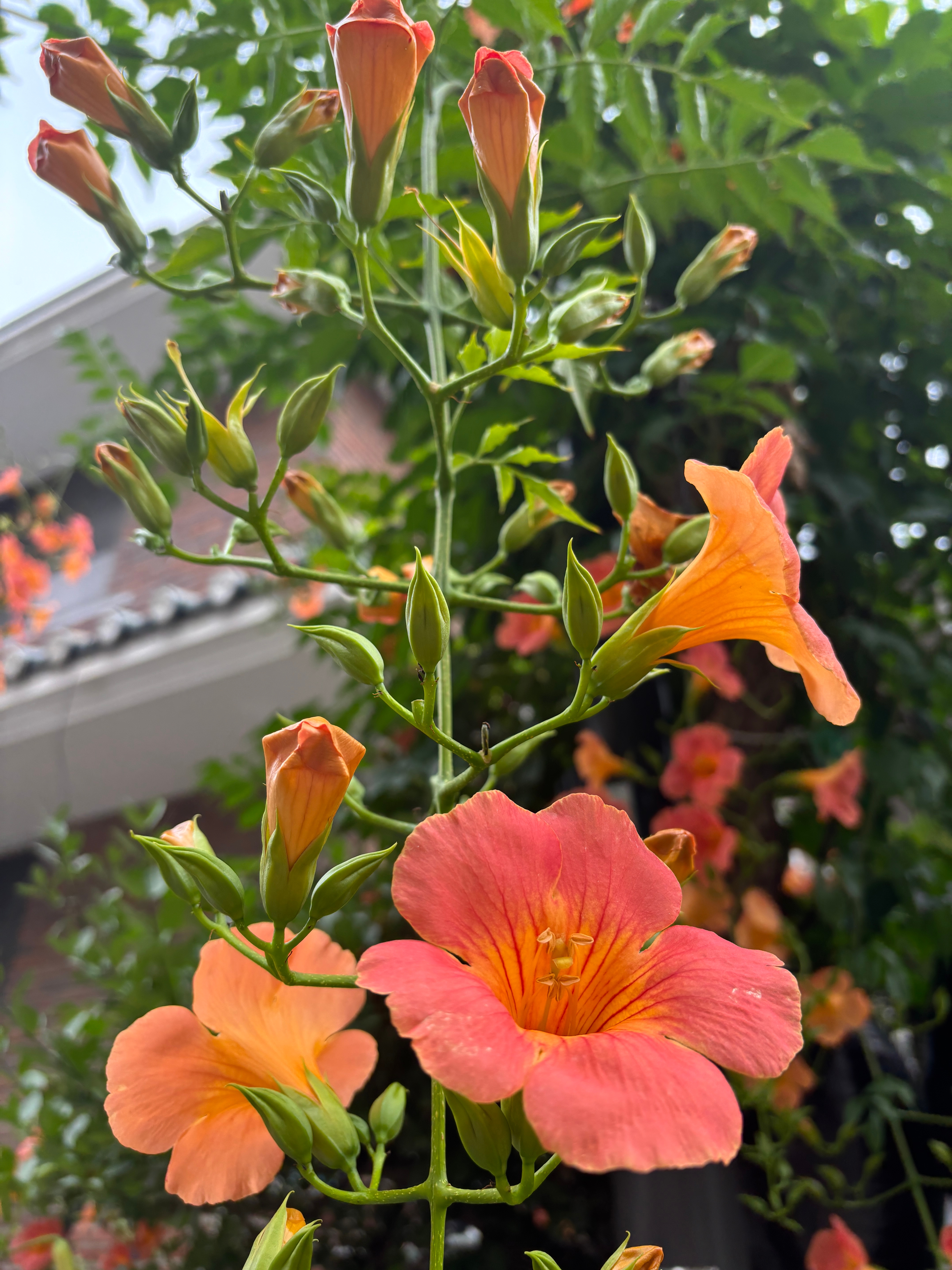 김망구