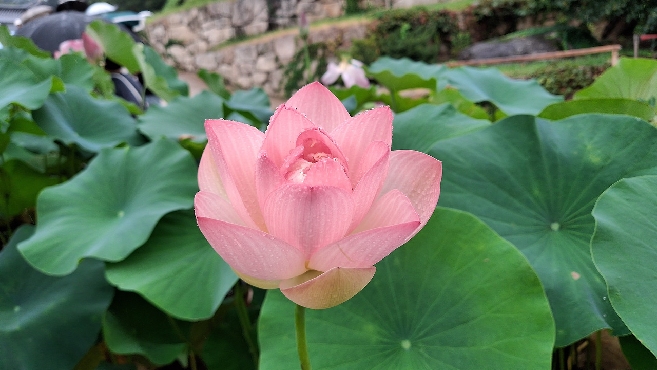 아공이