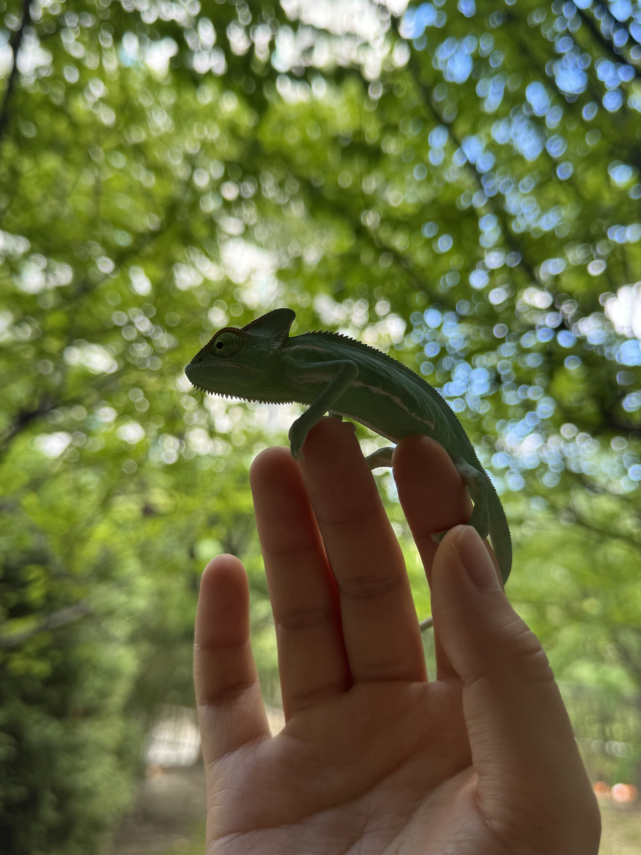 카멜레온 집사