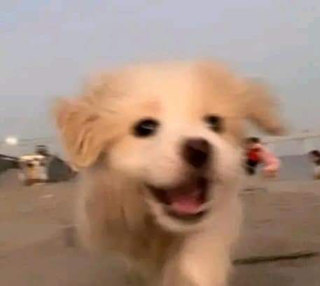 밍도리