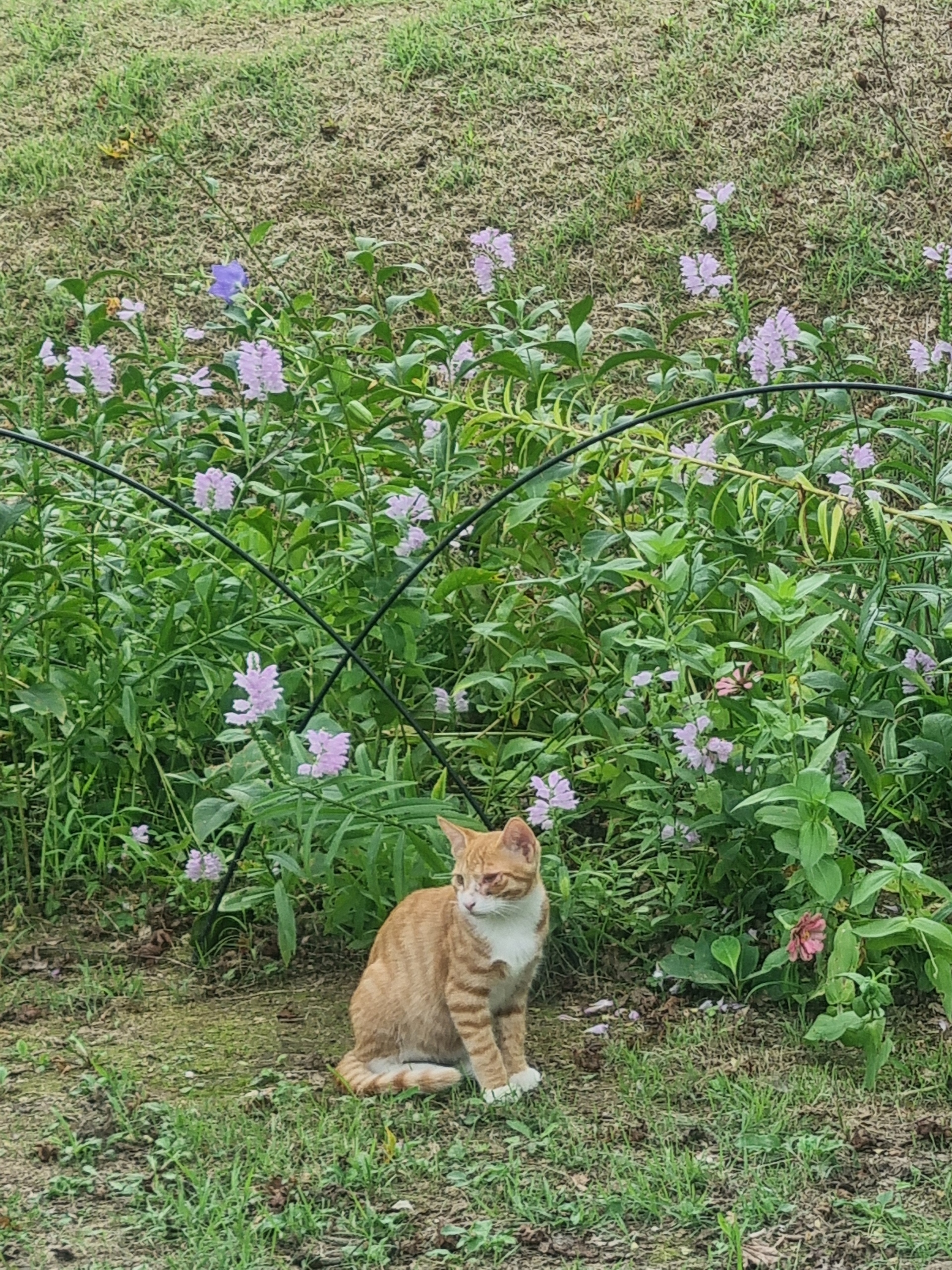 이수연