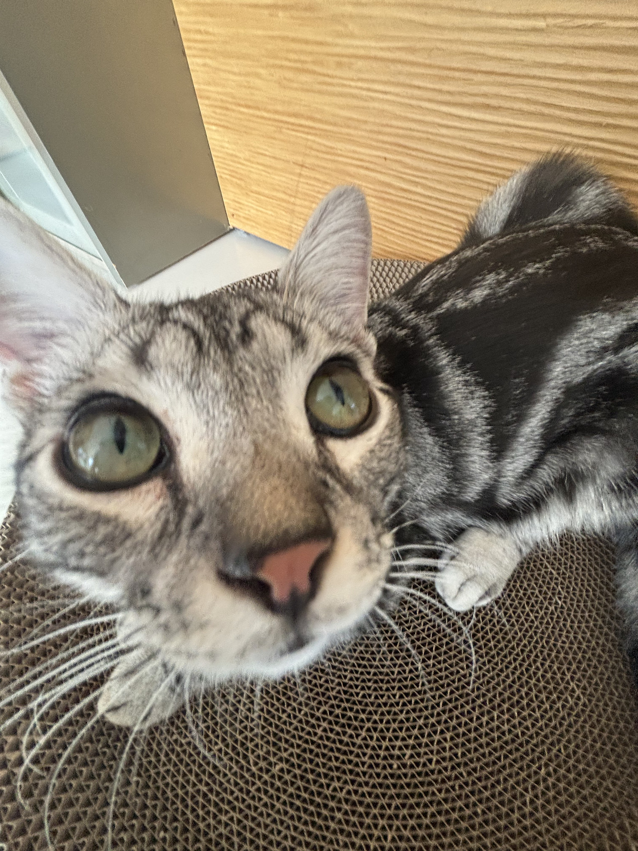 배부른 냥이