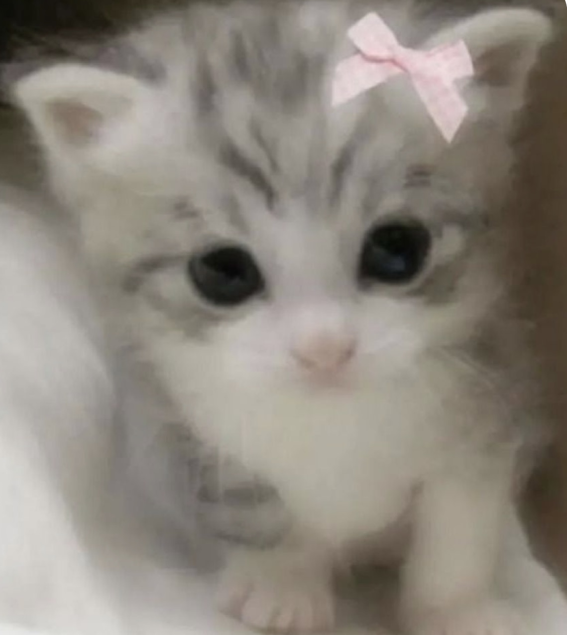 고양이 사랑꾼