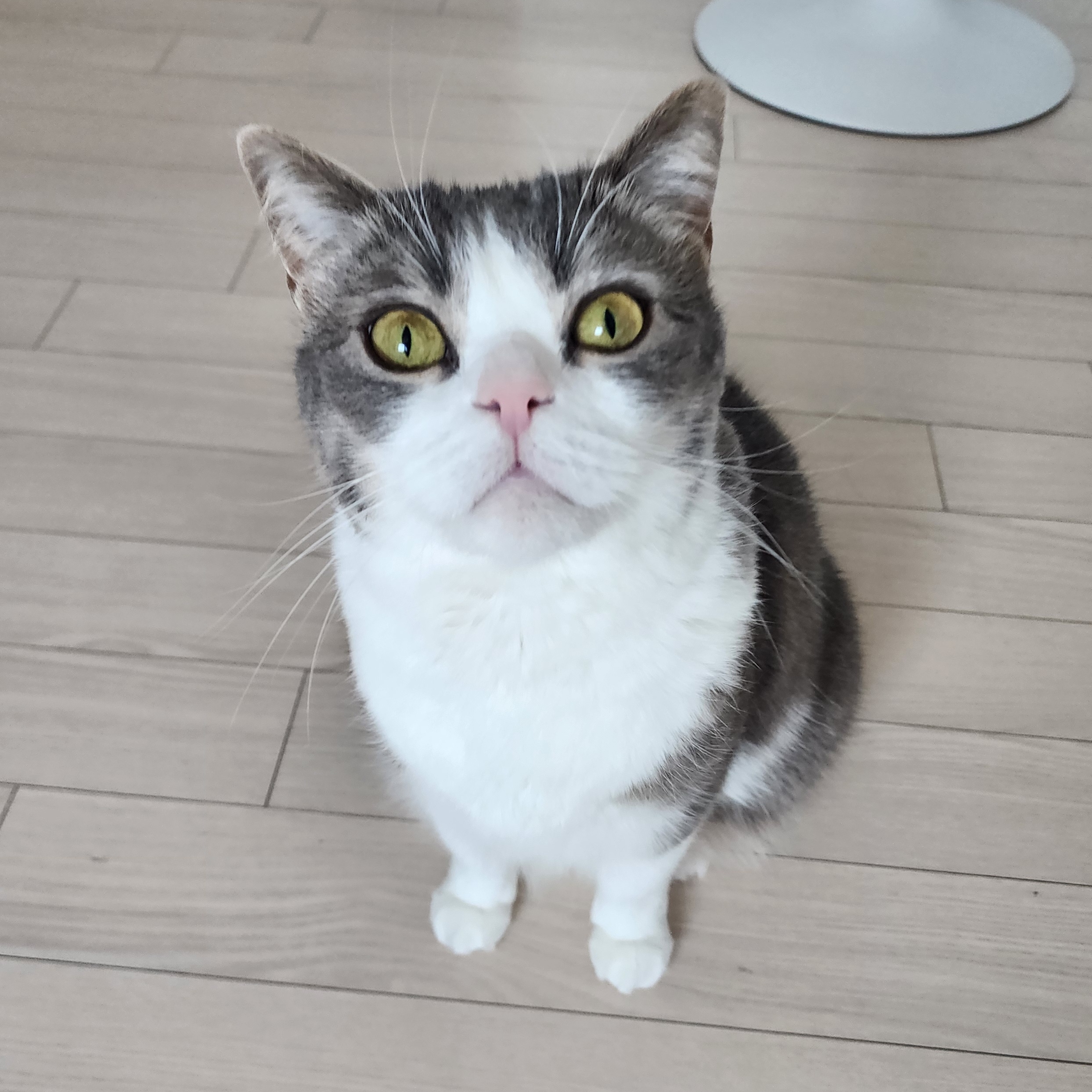 주언