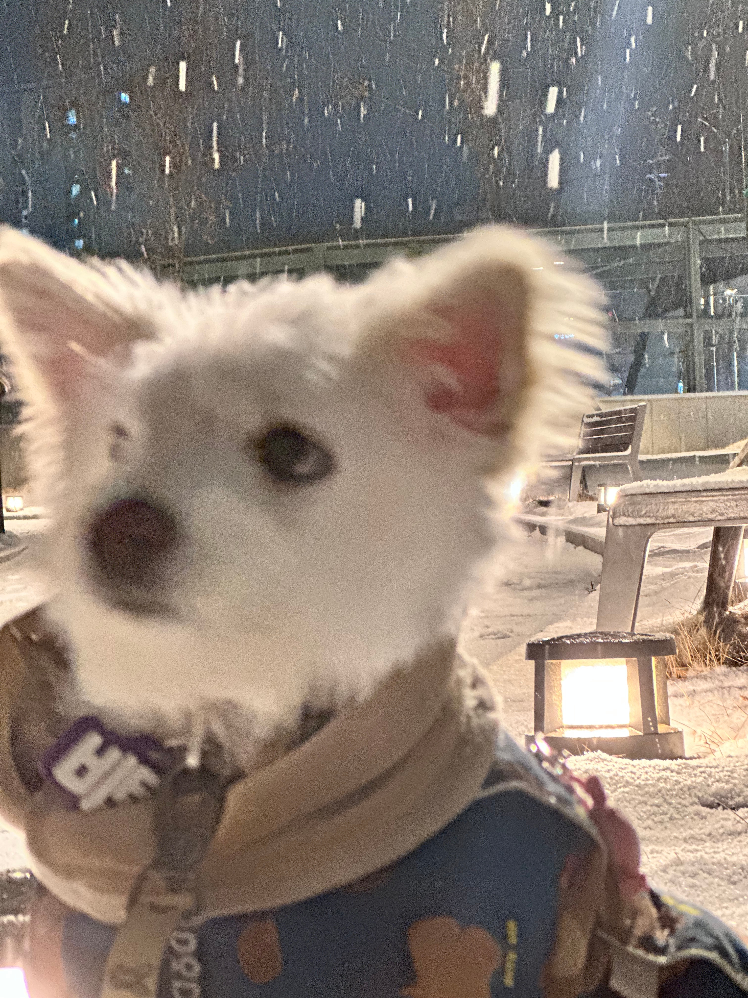 쪼꼬미닝